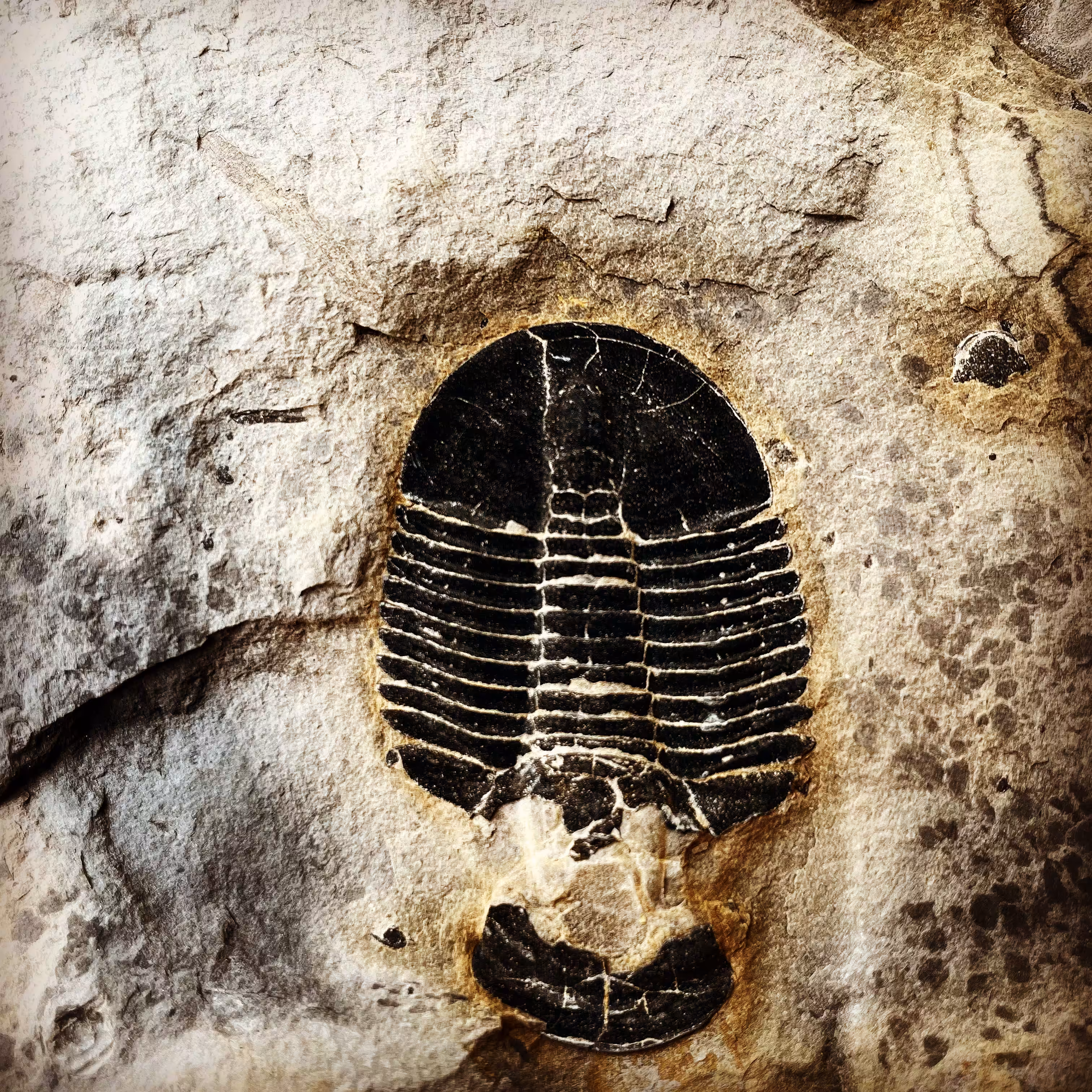 550 million years old!!