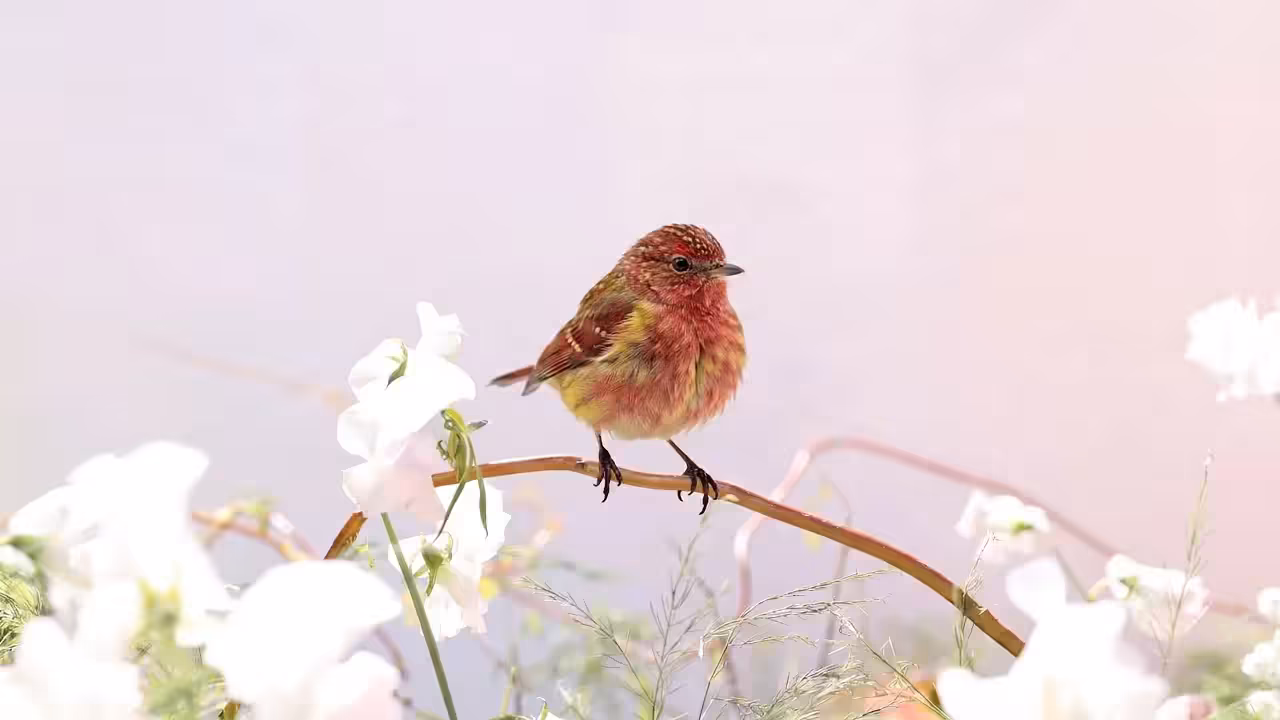 Birds Observations: Kaj, A Place Between