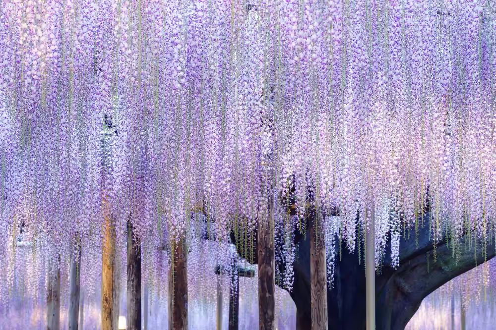 Pointillism (Wisteria No.8)