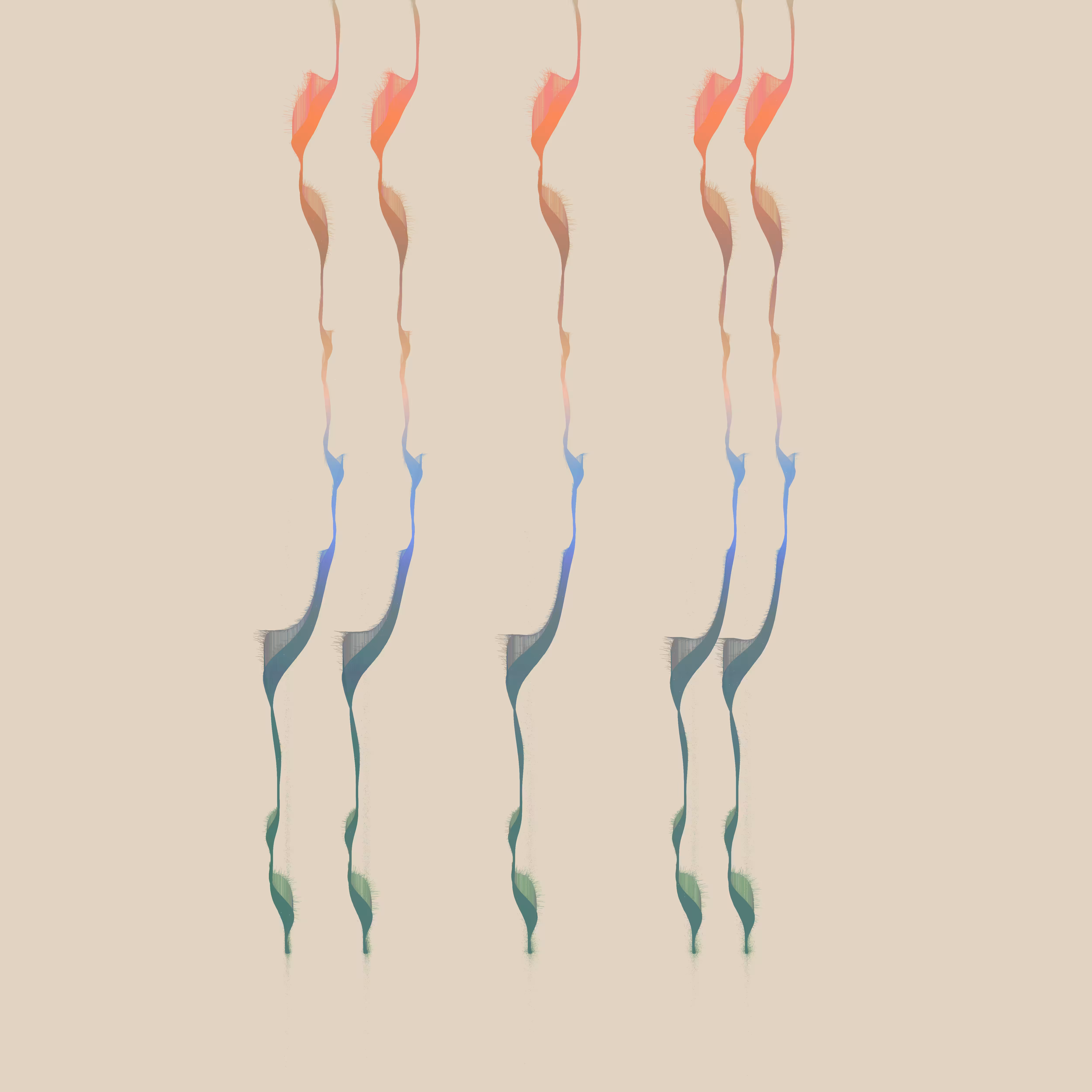 flamingos