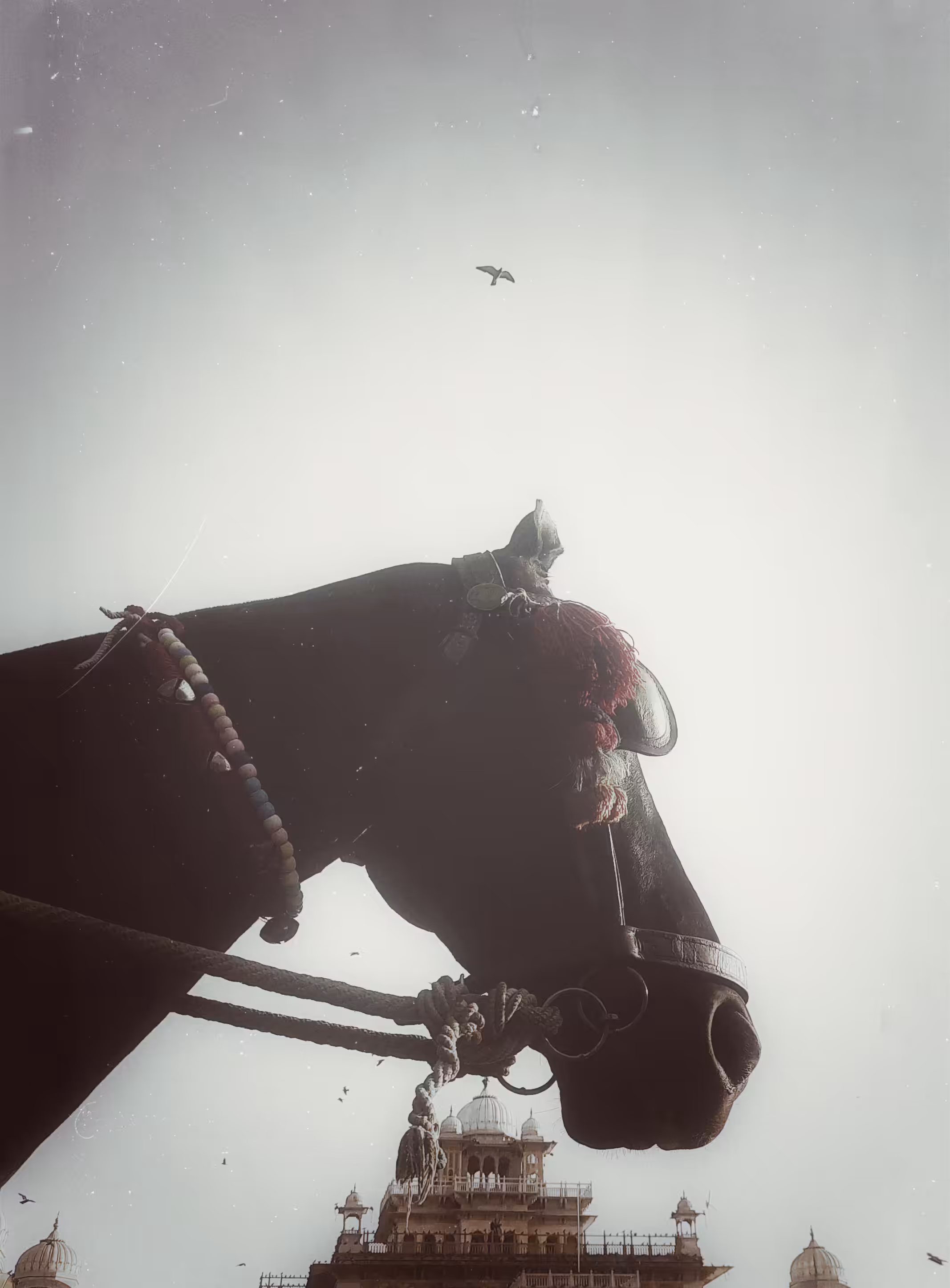Horse with no name
