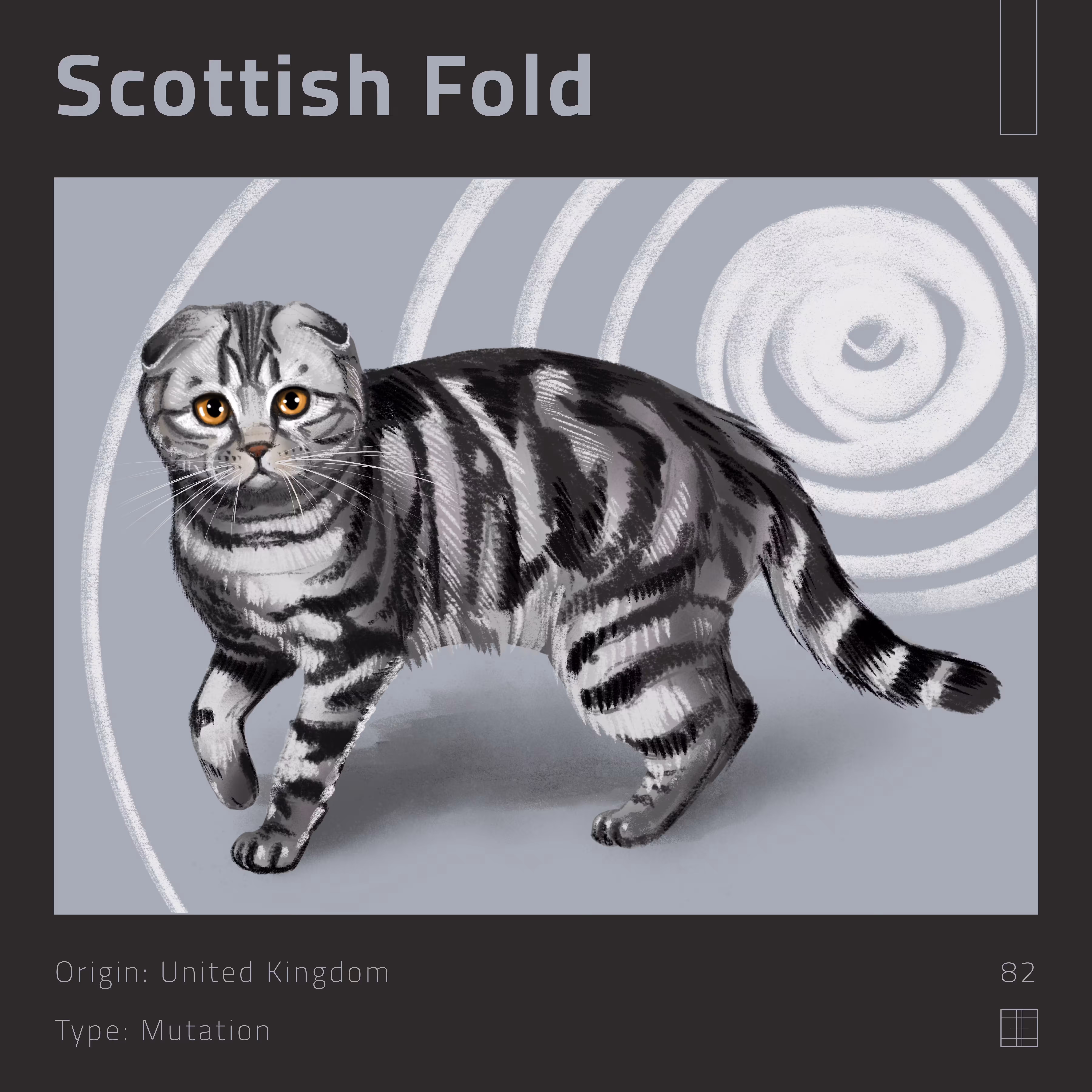 82 – Scottish Fold