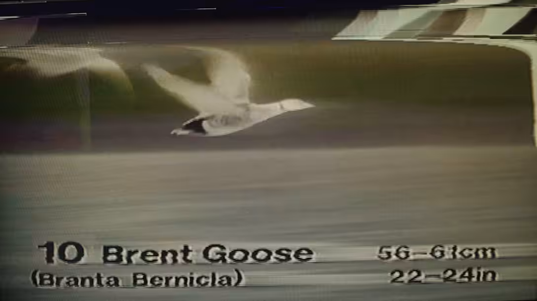 Brent Goose