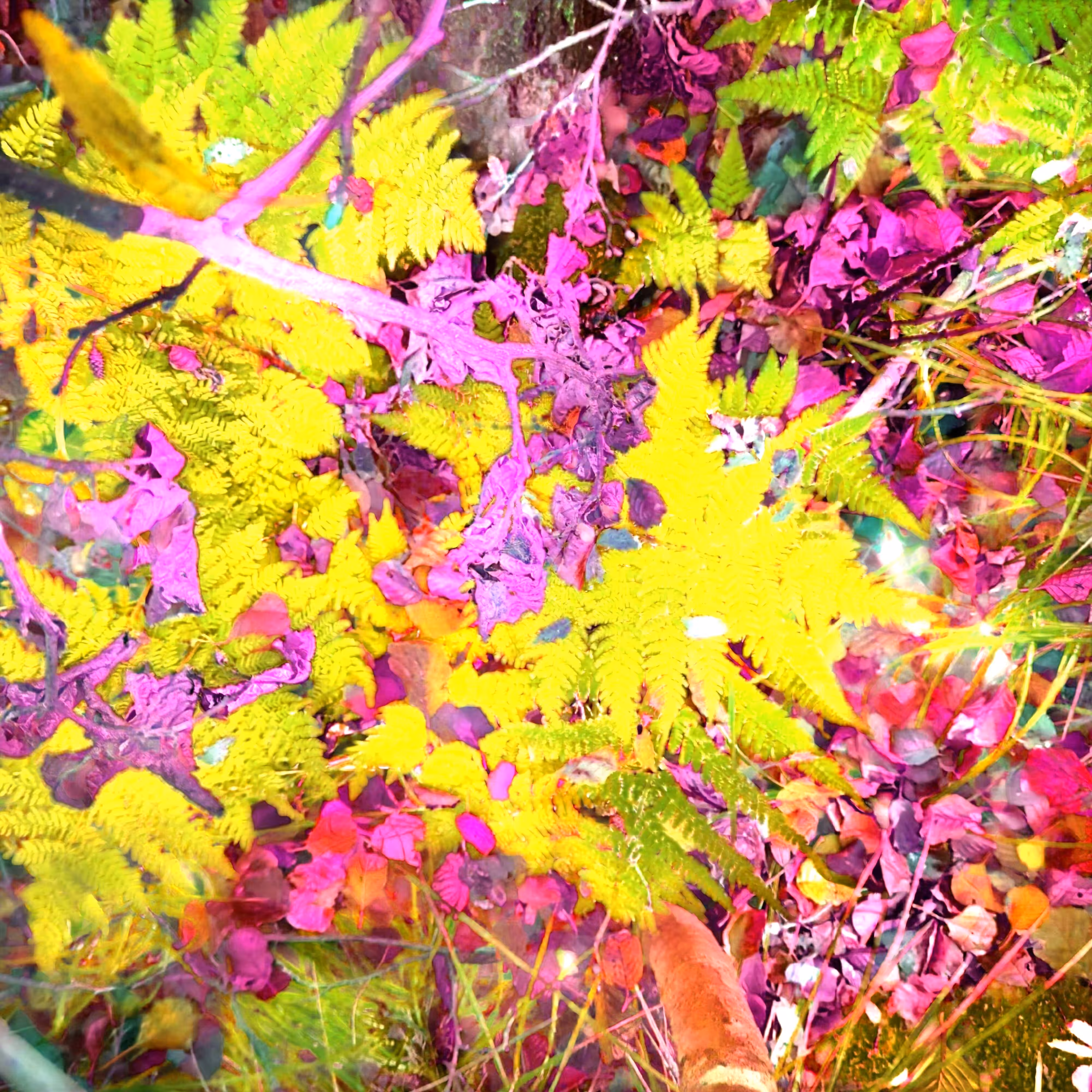 Autonomous Forest Plots: Plot u329hvj78