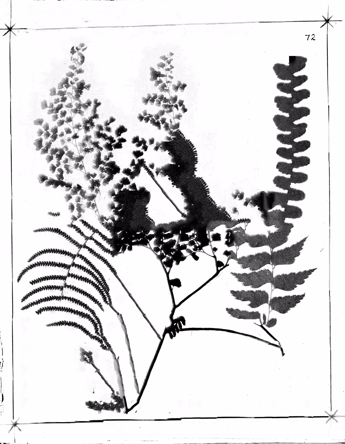Metafern [p]