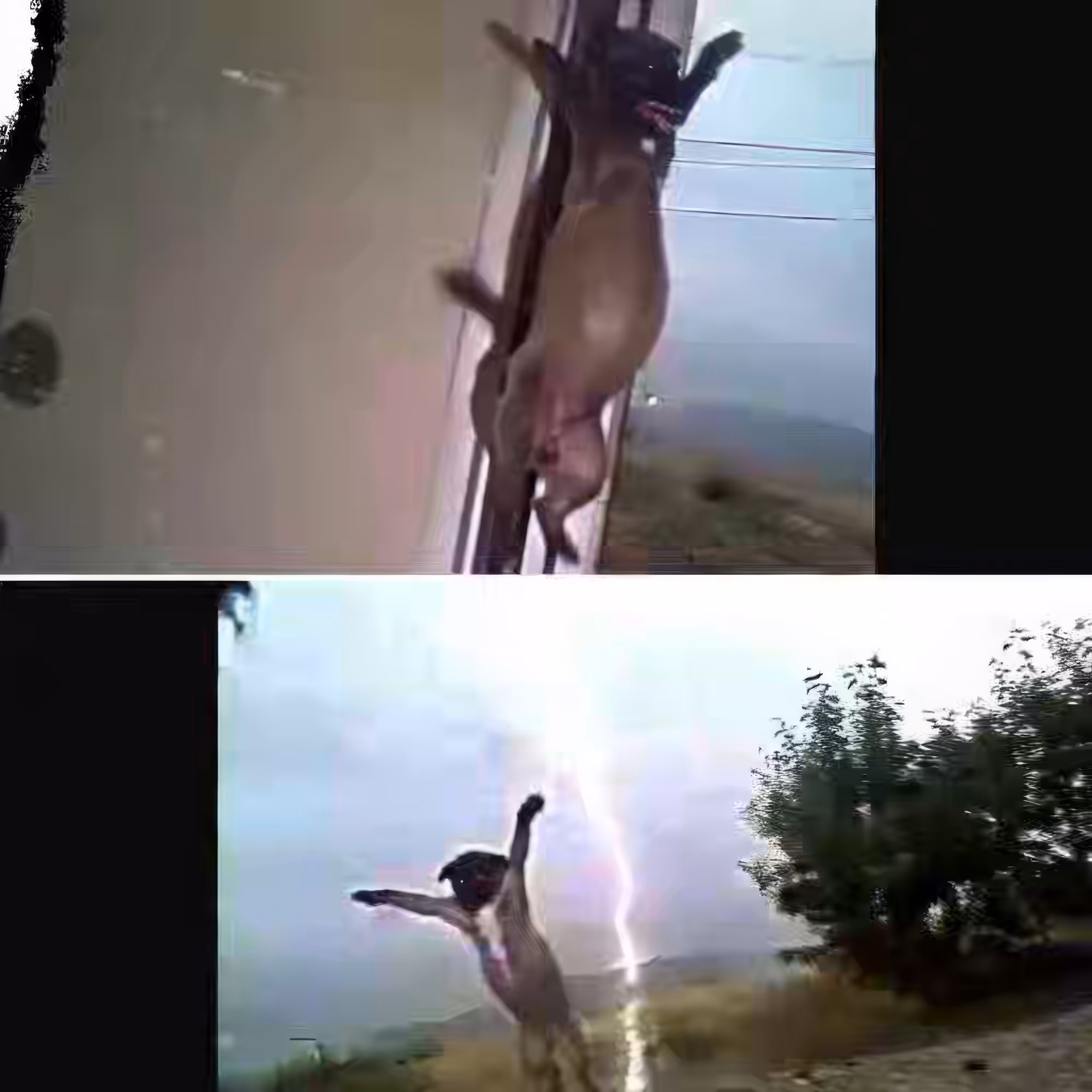 Voltage-Dog