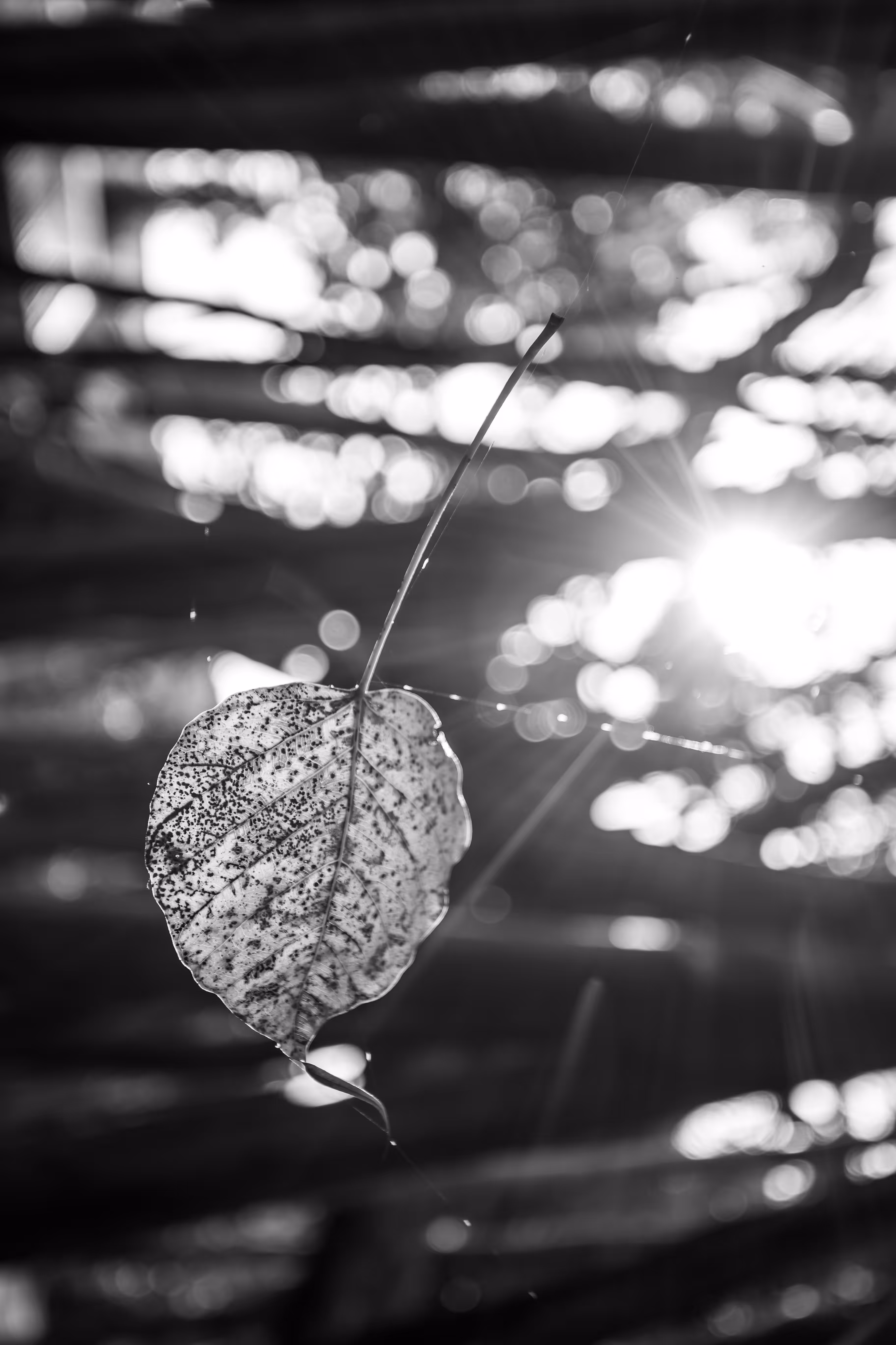 Fall leaf