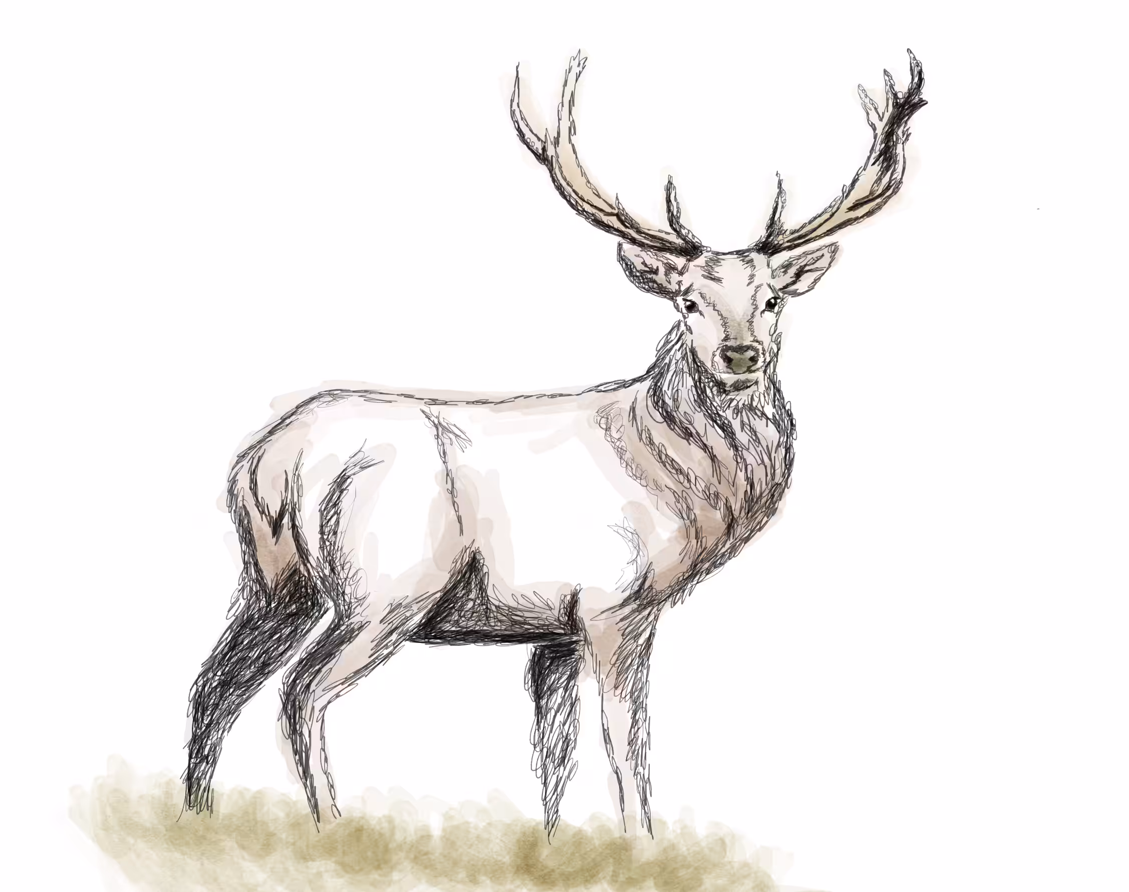 deerS03