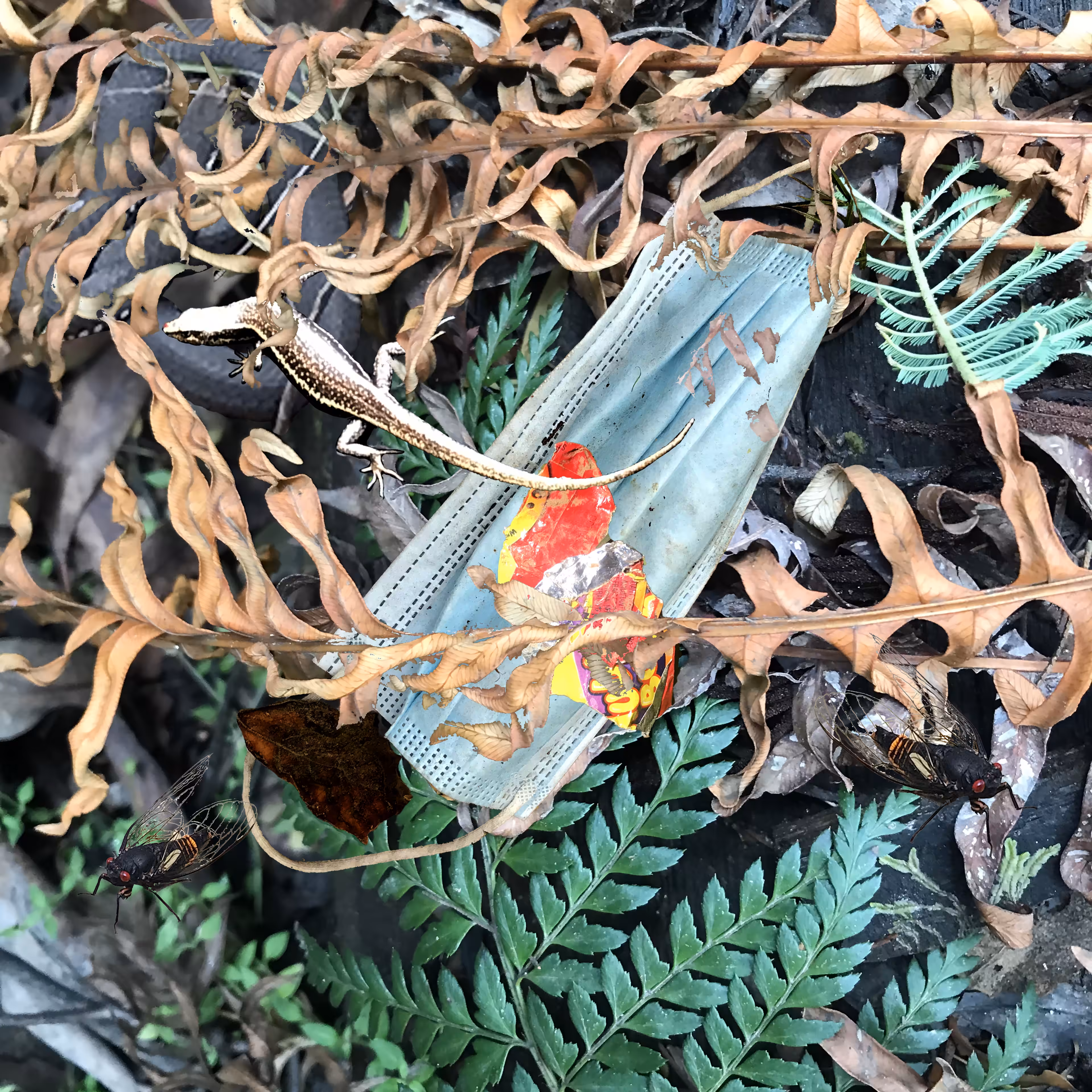 Forest Trash and Treasure #1