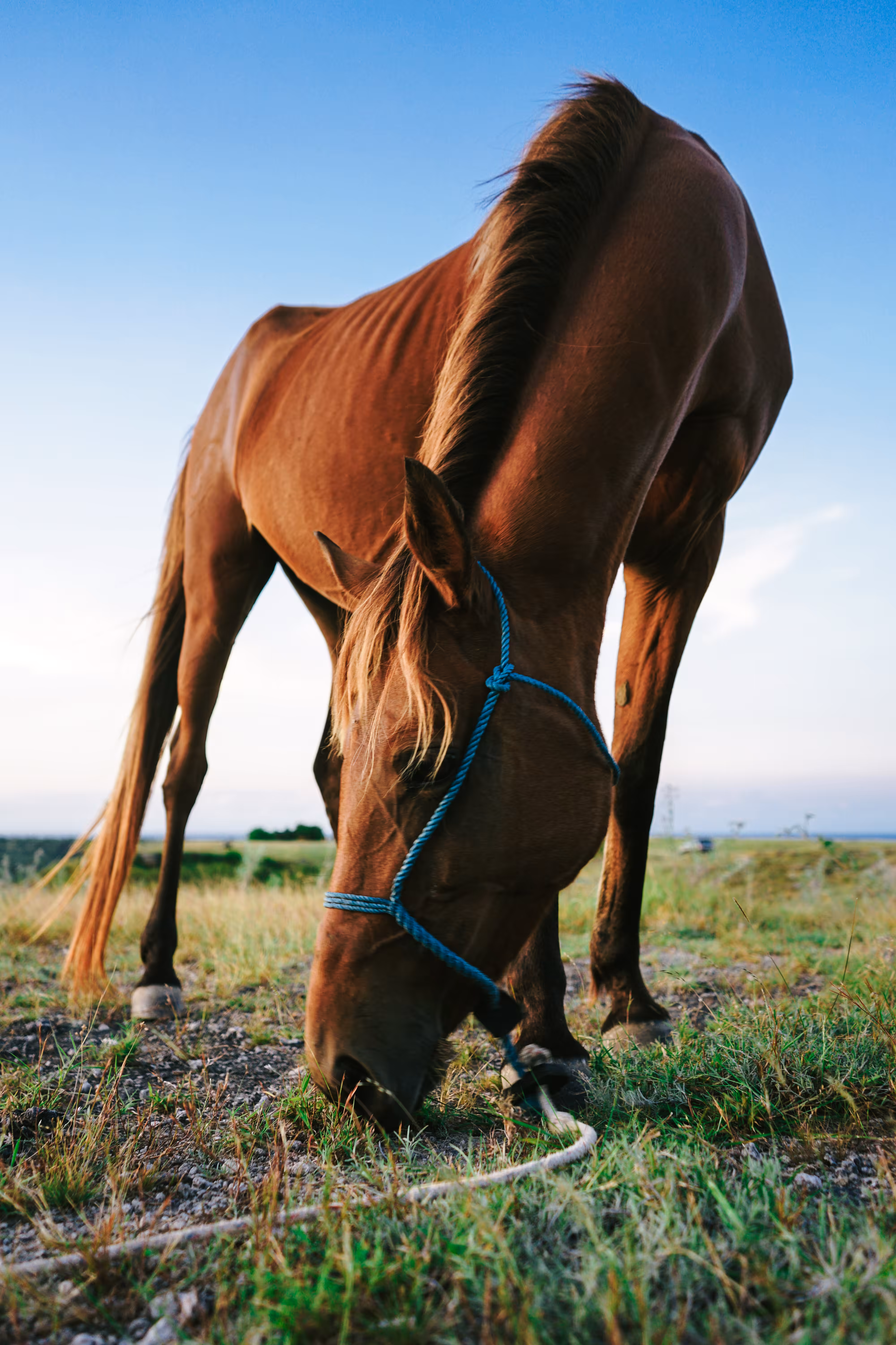 The Sandalwood Pony
