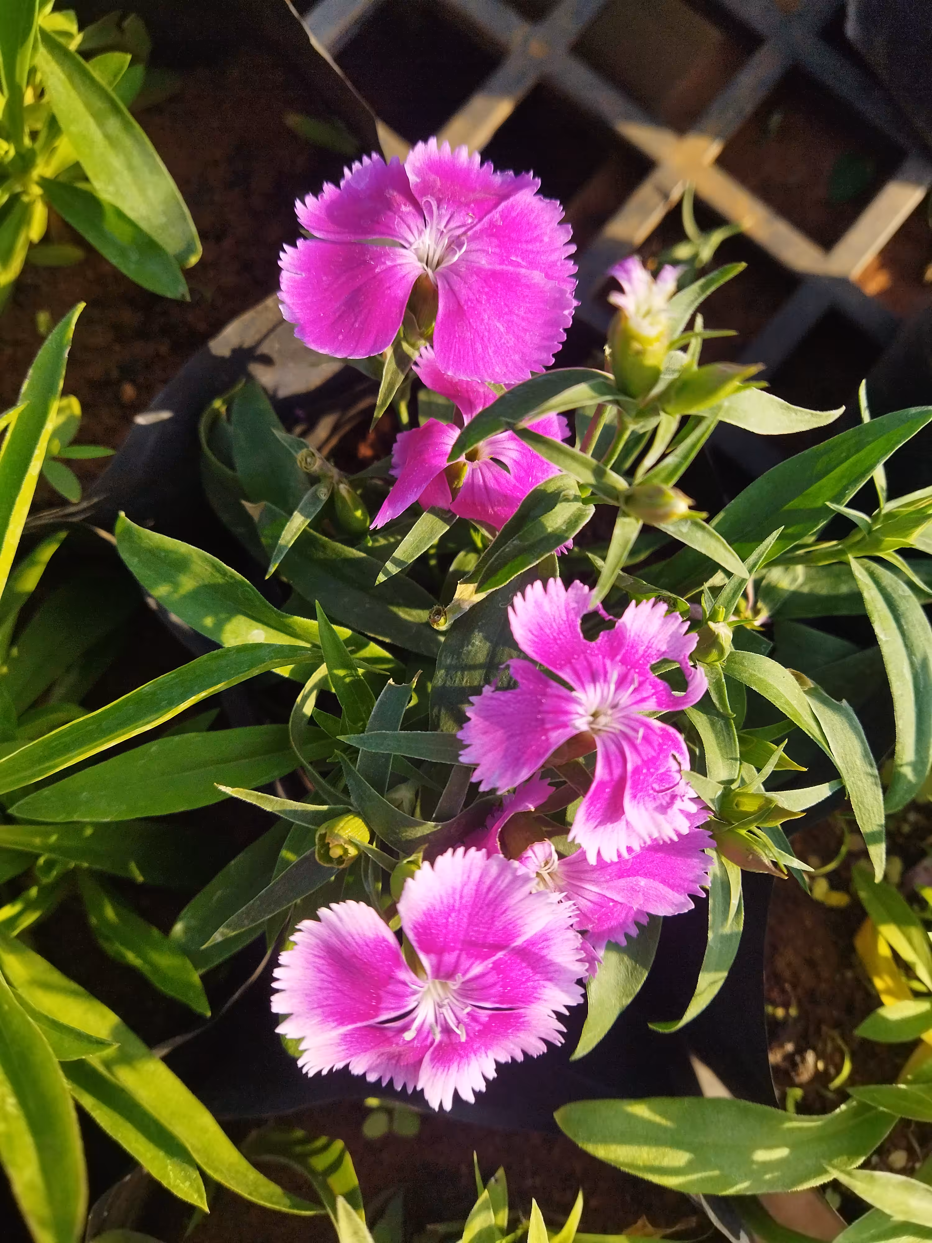 Carnation Flowers 