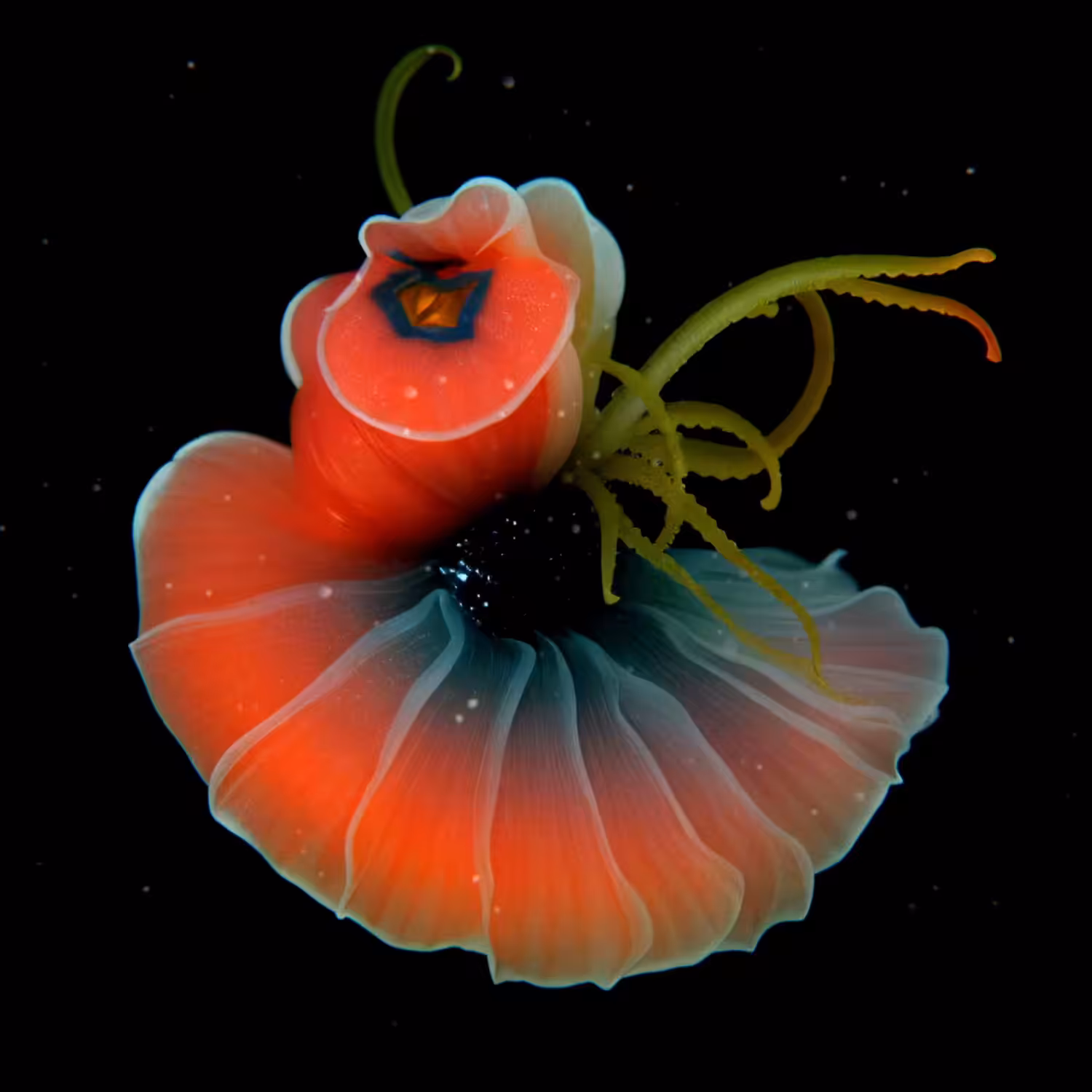 Crystallinus Membrana