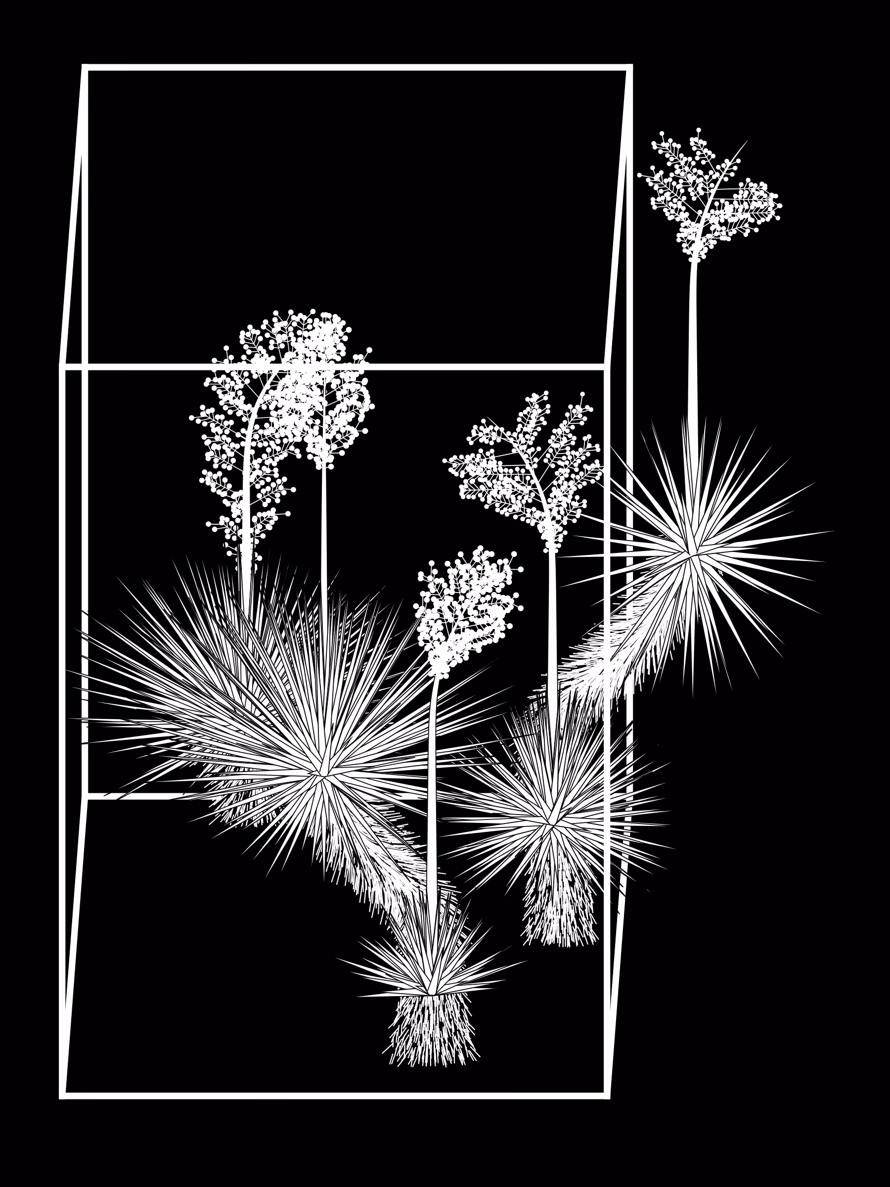 Marfa Yucca #317