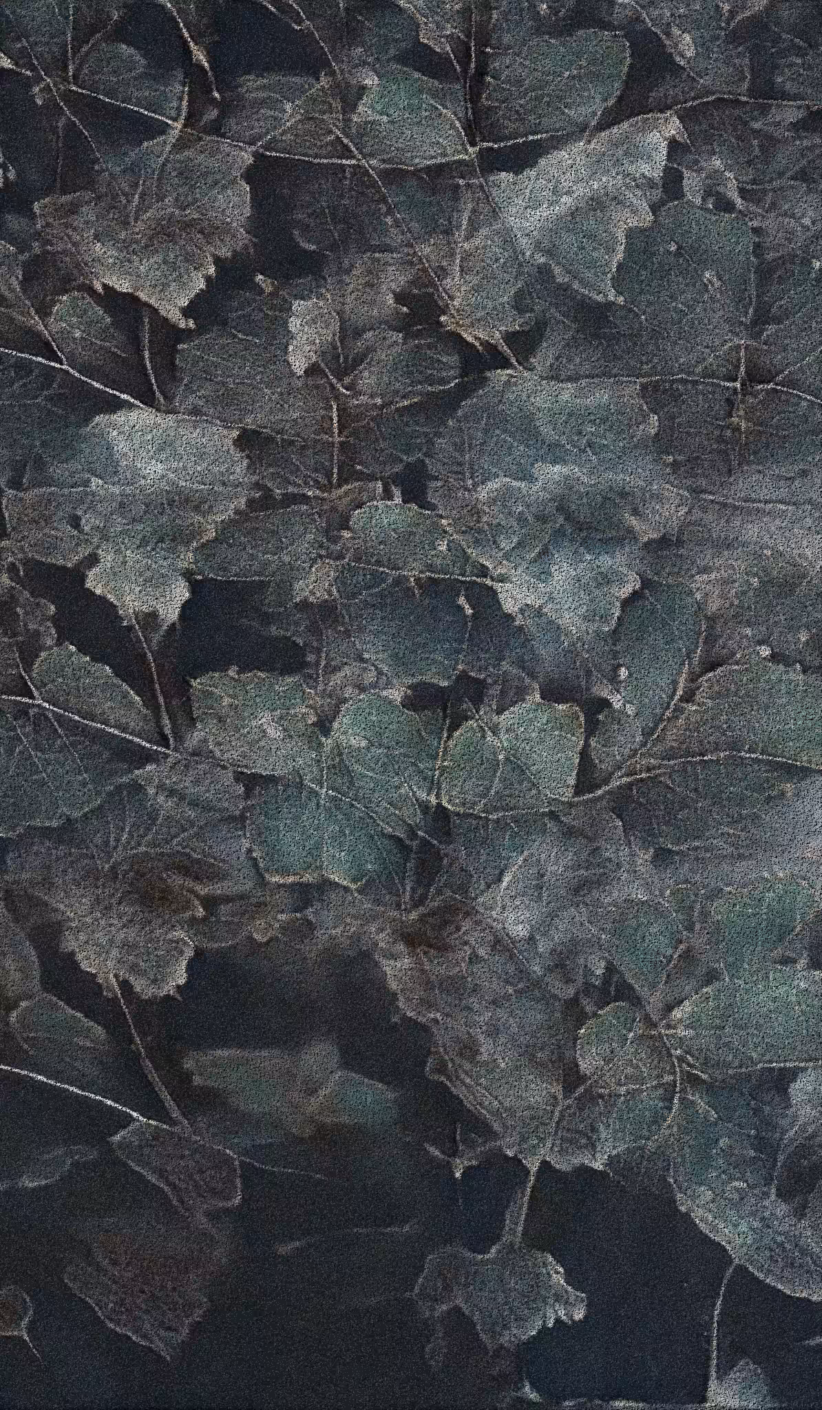 APPARATUS-VITIS: Apparatus Vitis #2