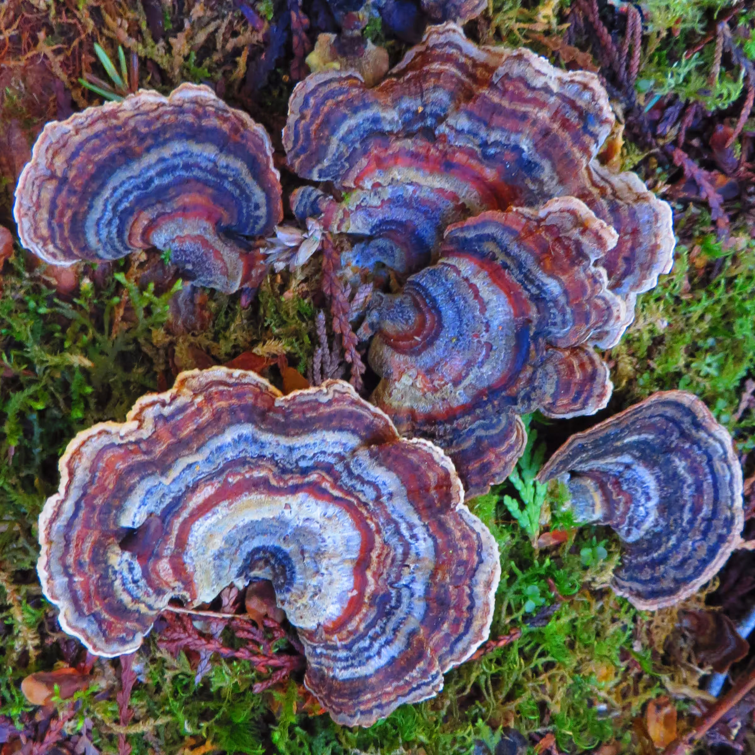 Mushroom #3