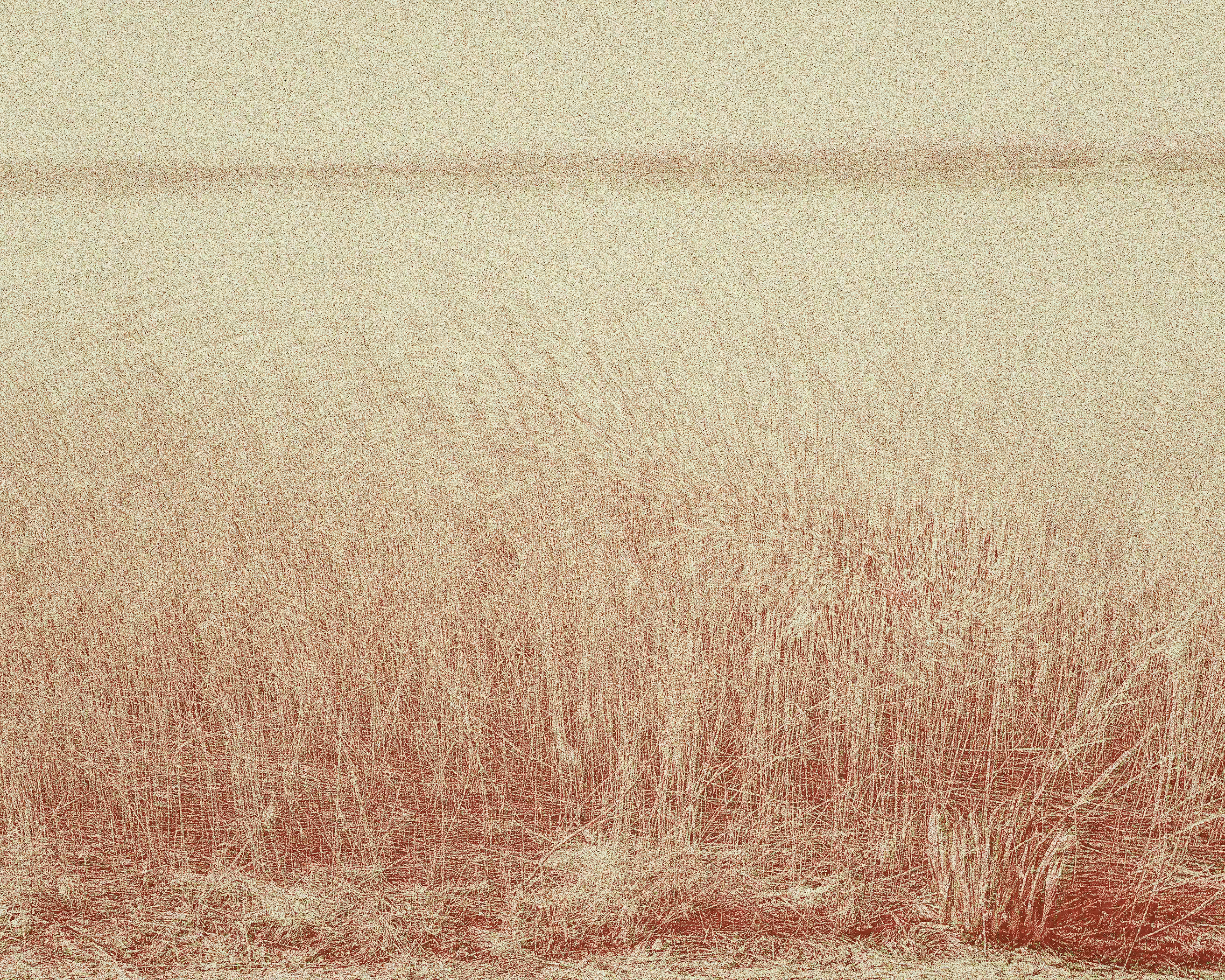 Reeds