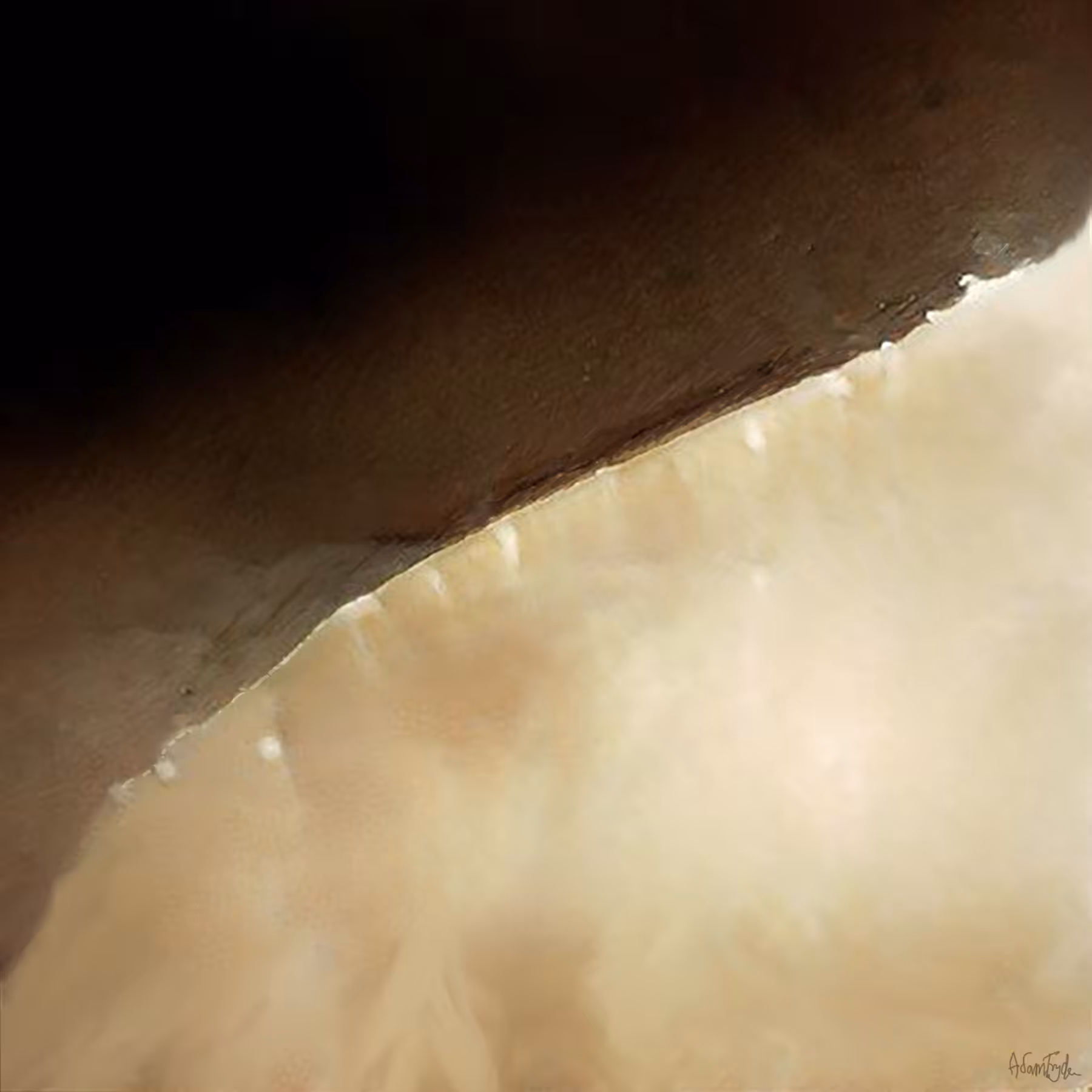 Dunescape