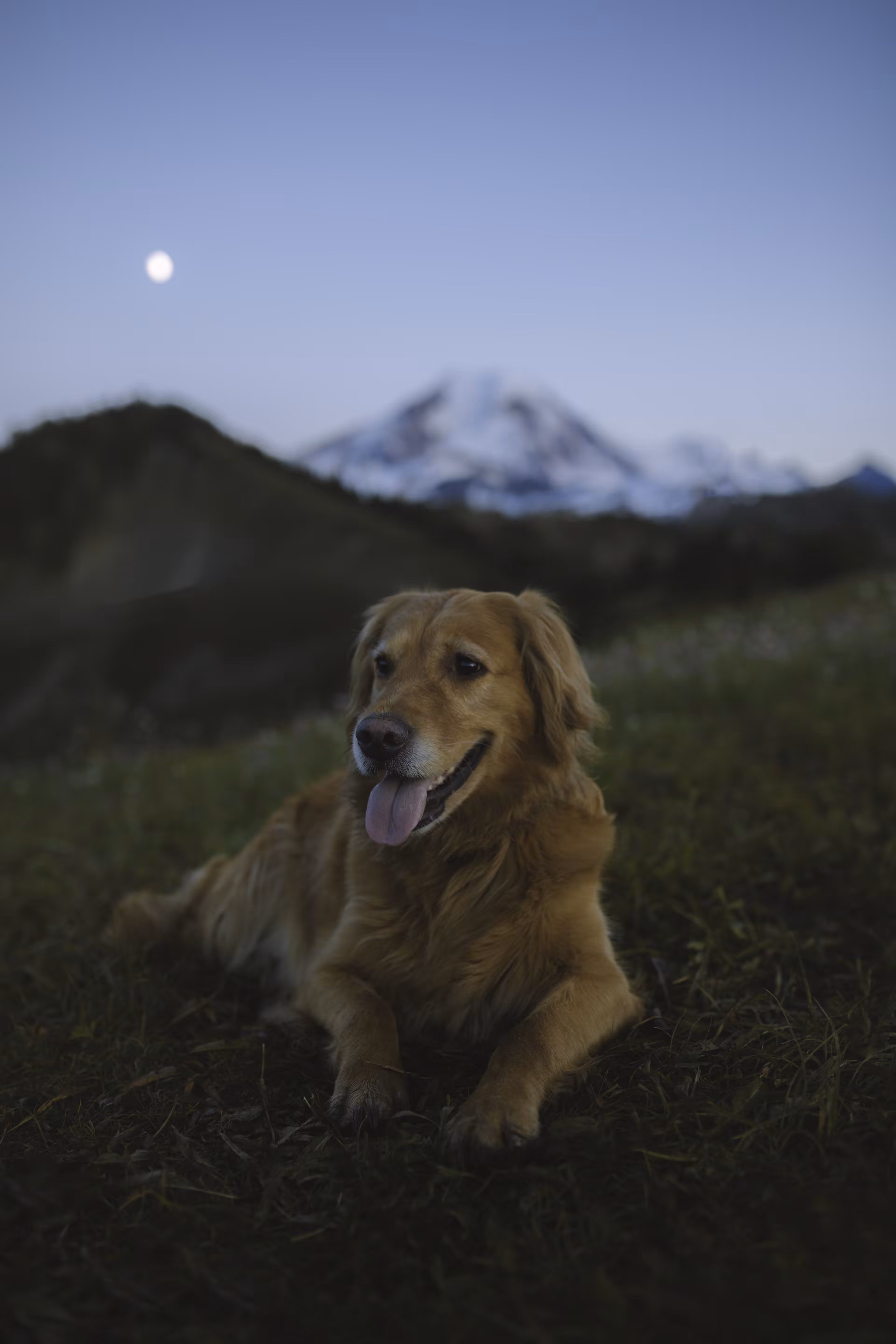 Millie Moonrise