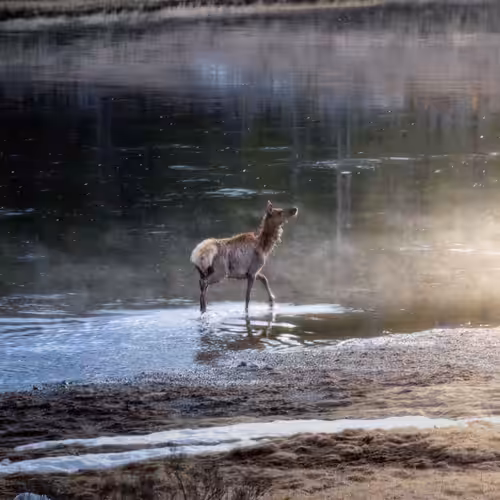 Good Morning Deer