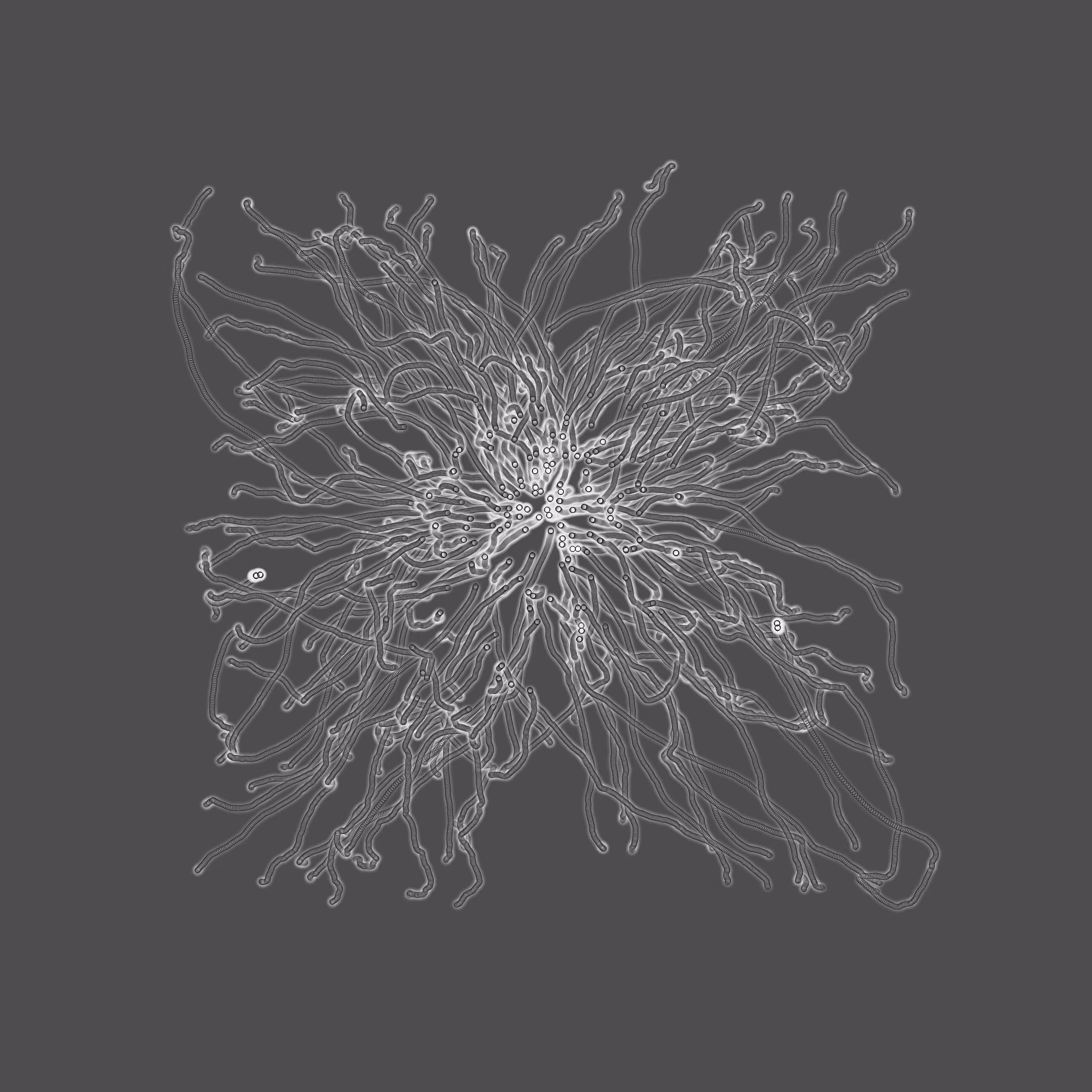 grey fungi wisdom #149