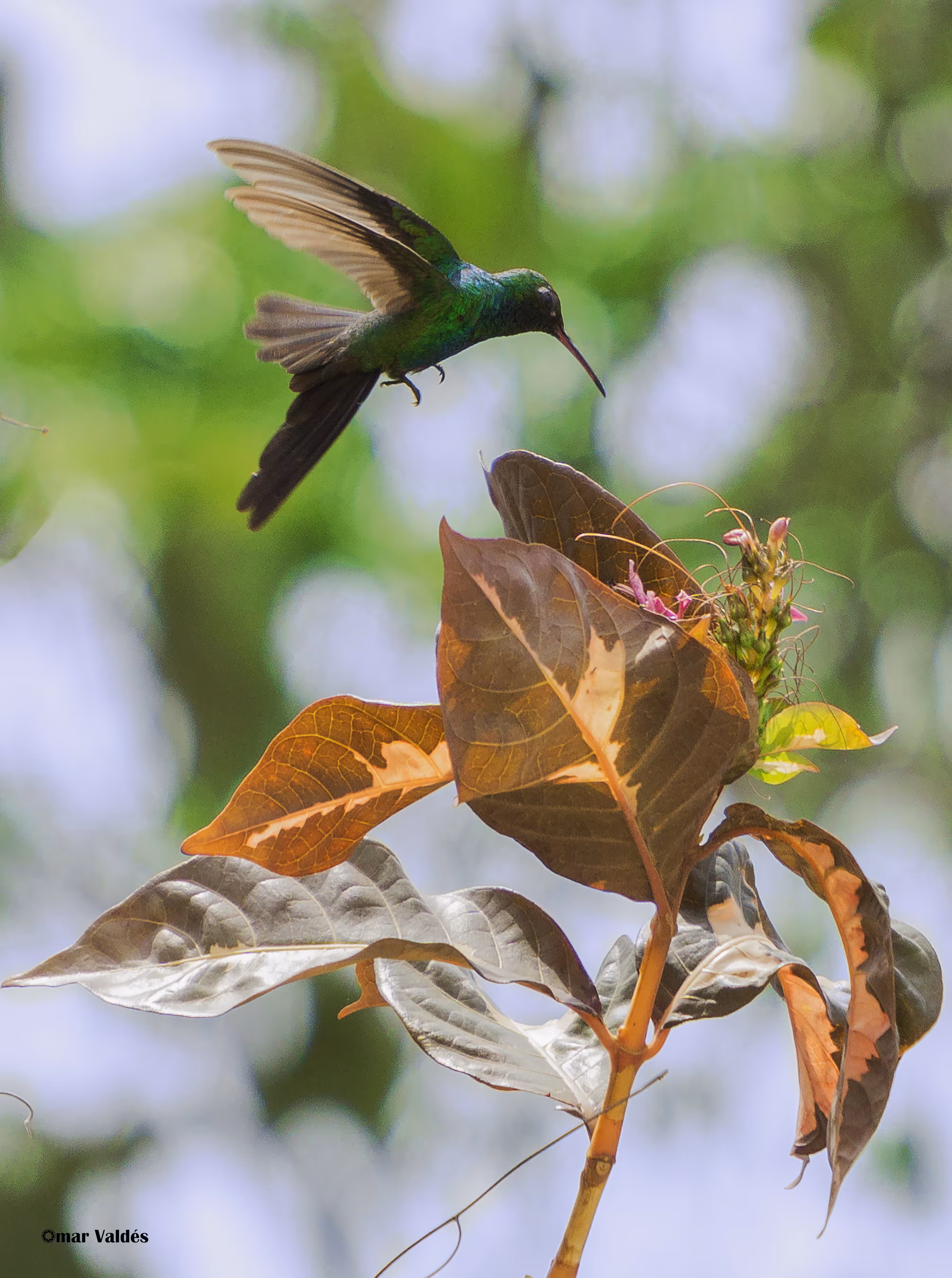 Messenger of life