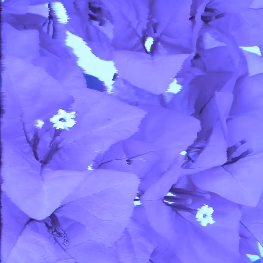 Flowers are happiness