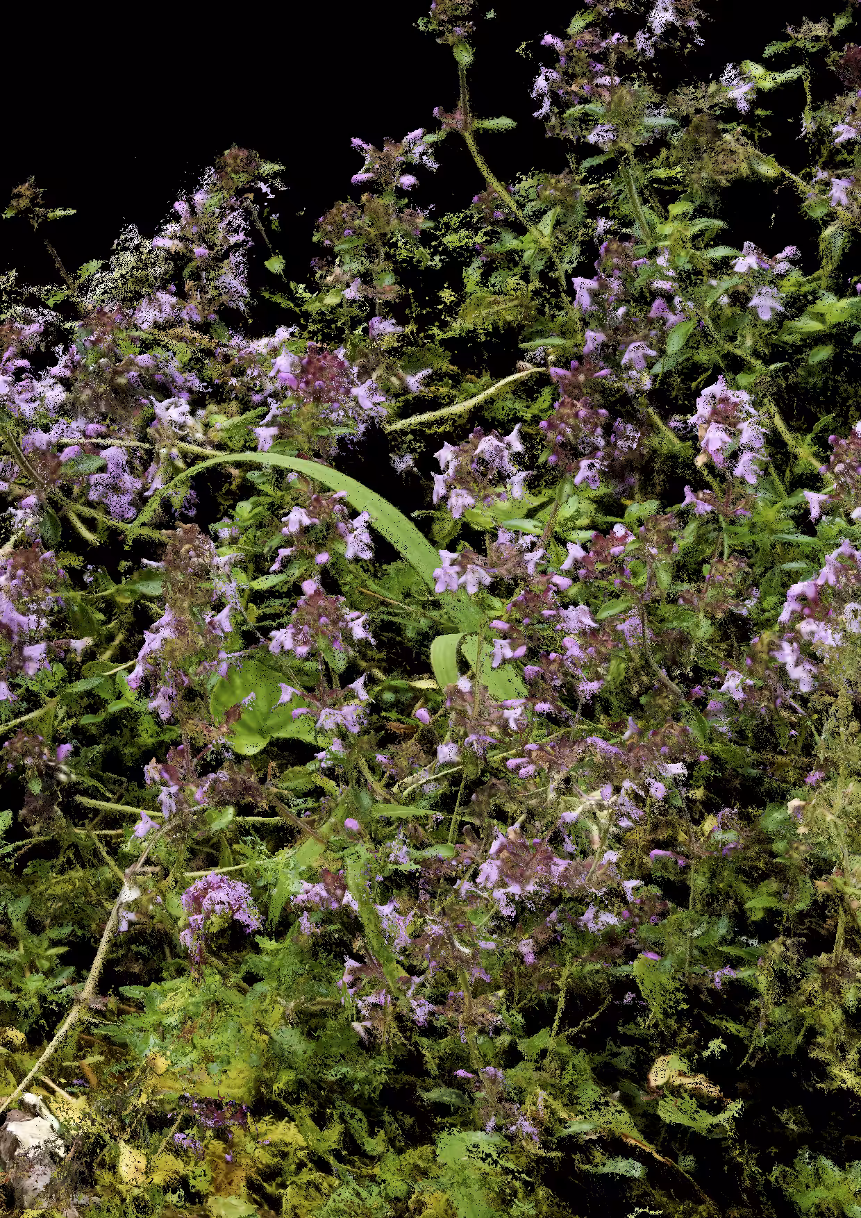Overgrowth 0305