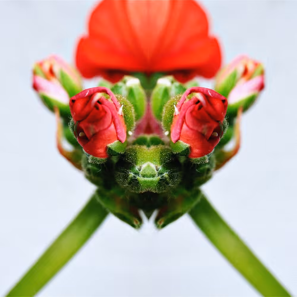 Little Green Flower Bug