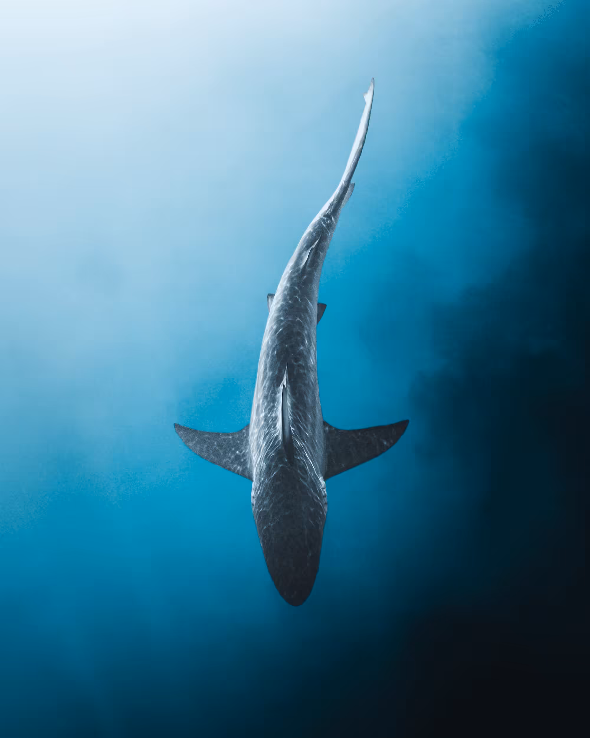 Shark Tank