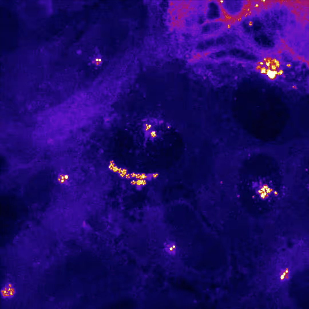 {Centriole} #6