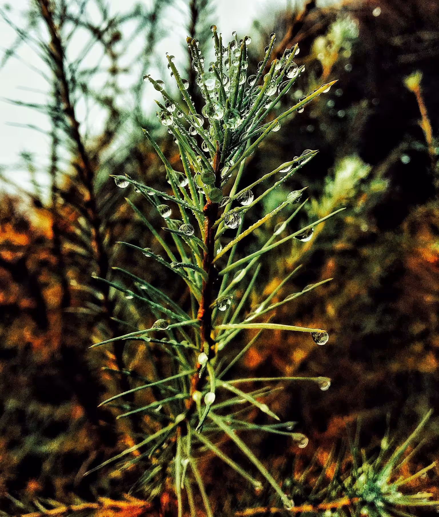 ForestGlow