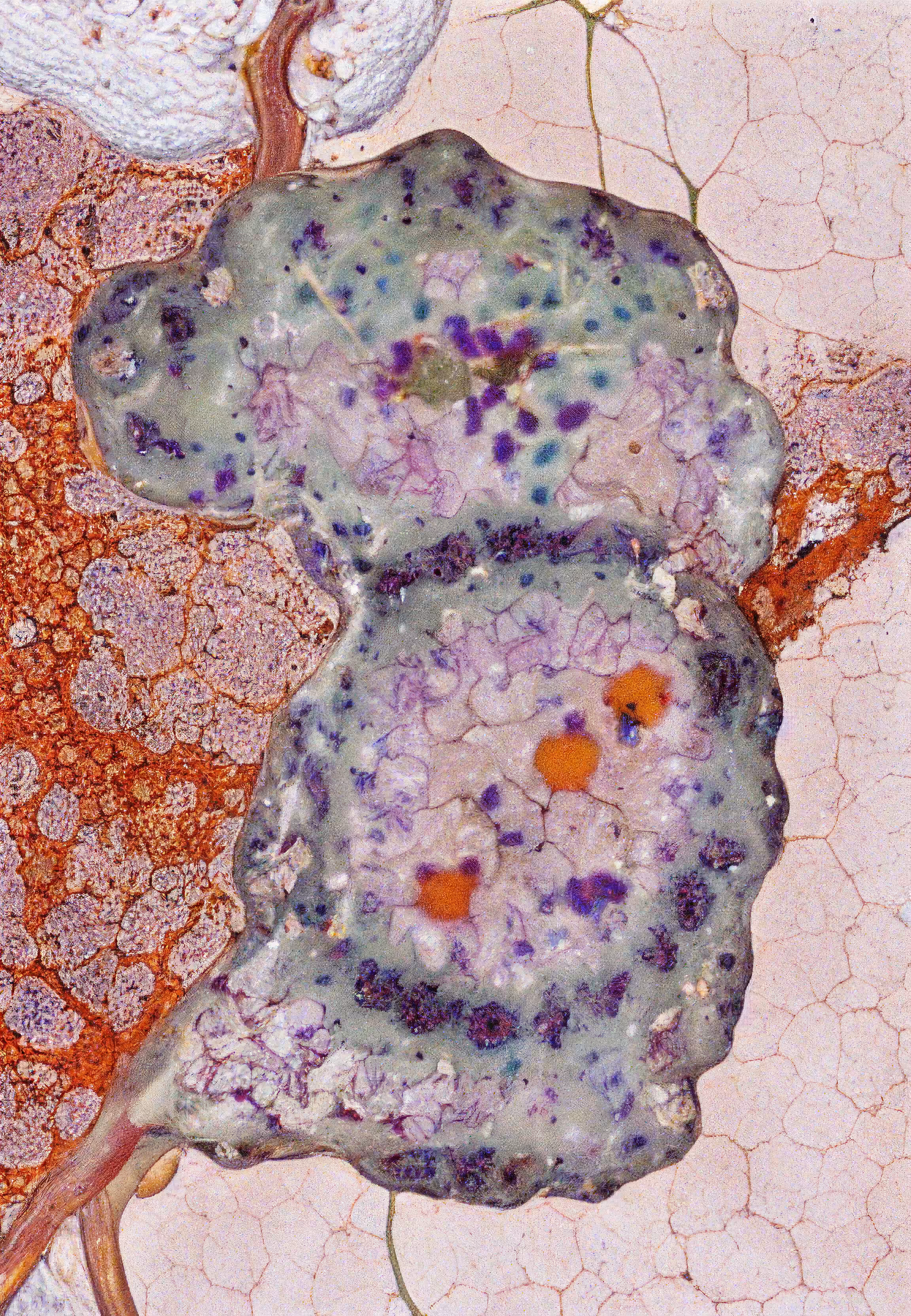 Histologia In Silico #46