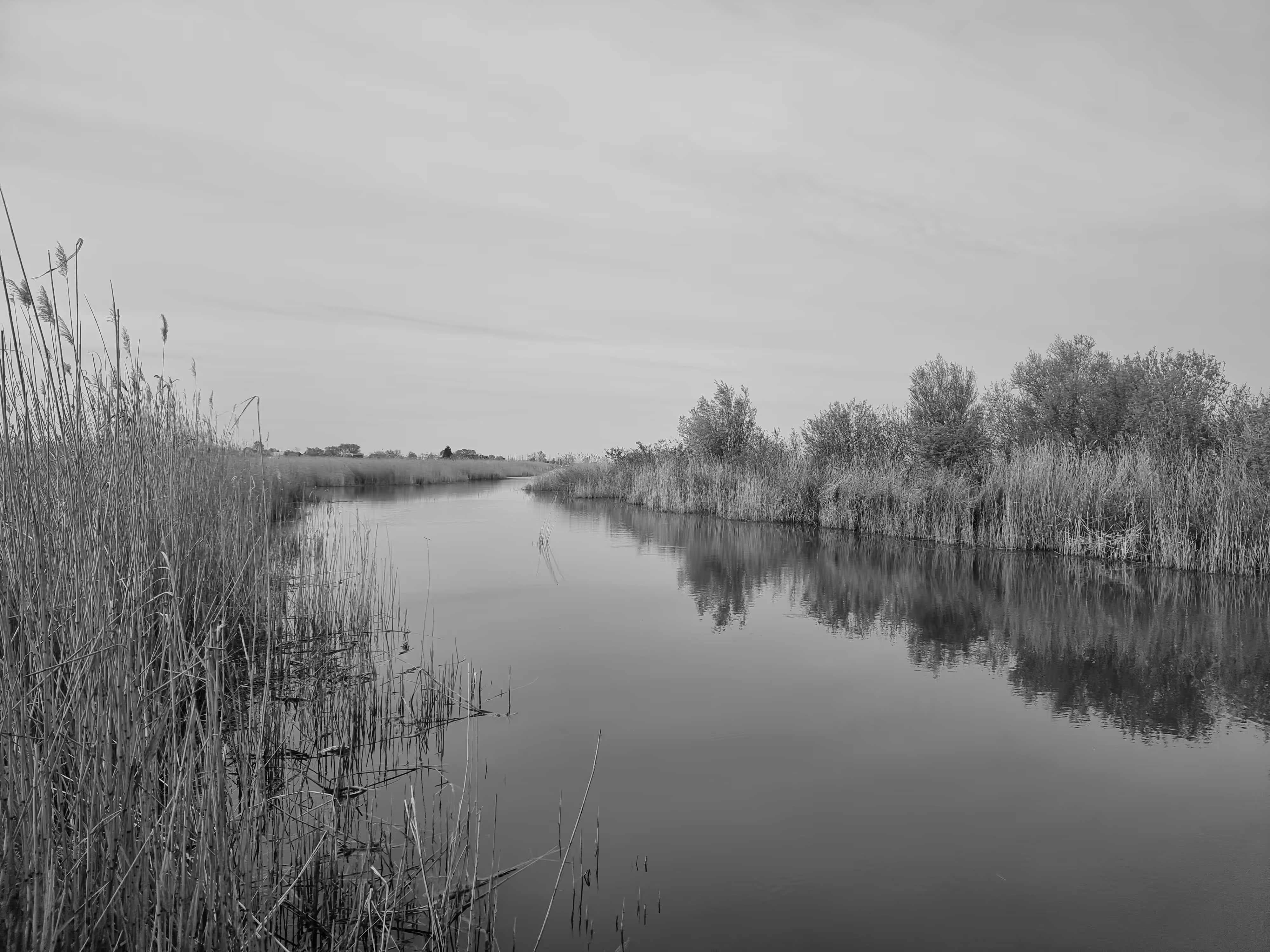Reed Belt Black and White Edition