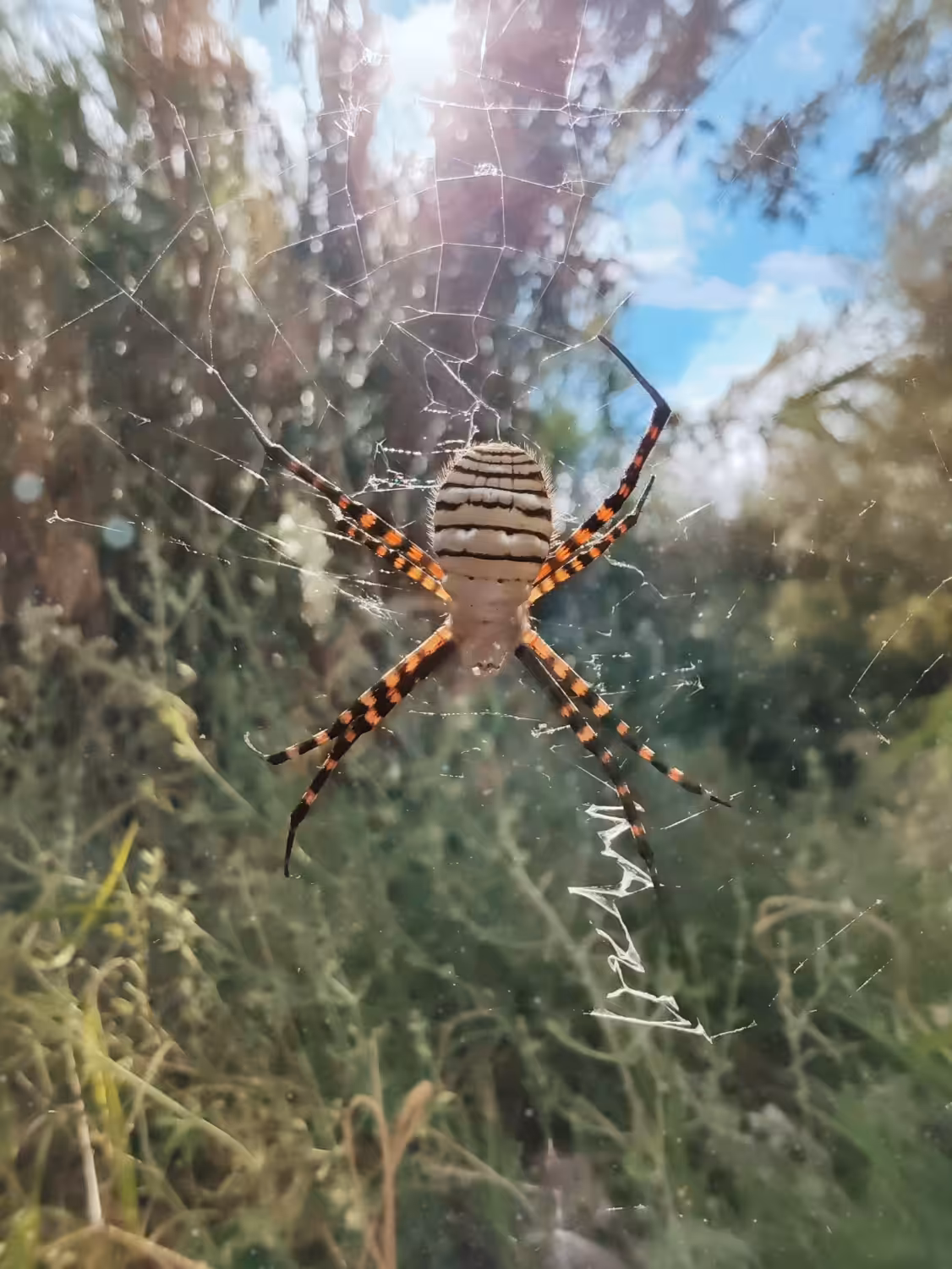 Animated Nature Life: Wasp Spider - Argiope Bruennichi