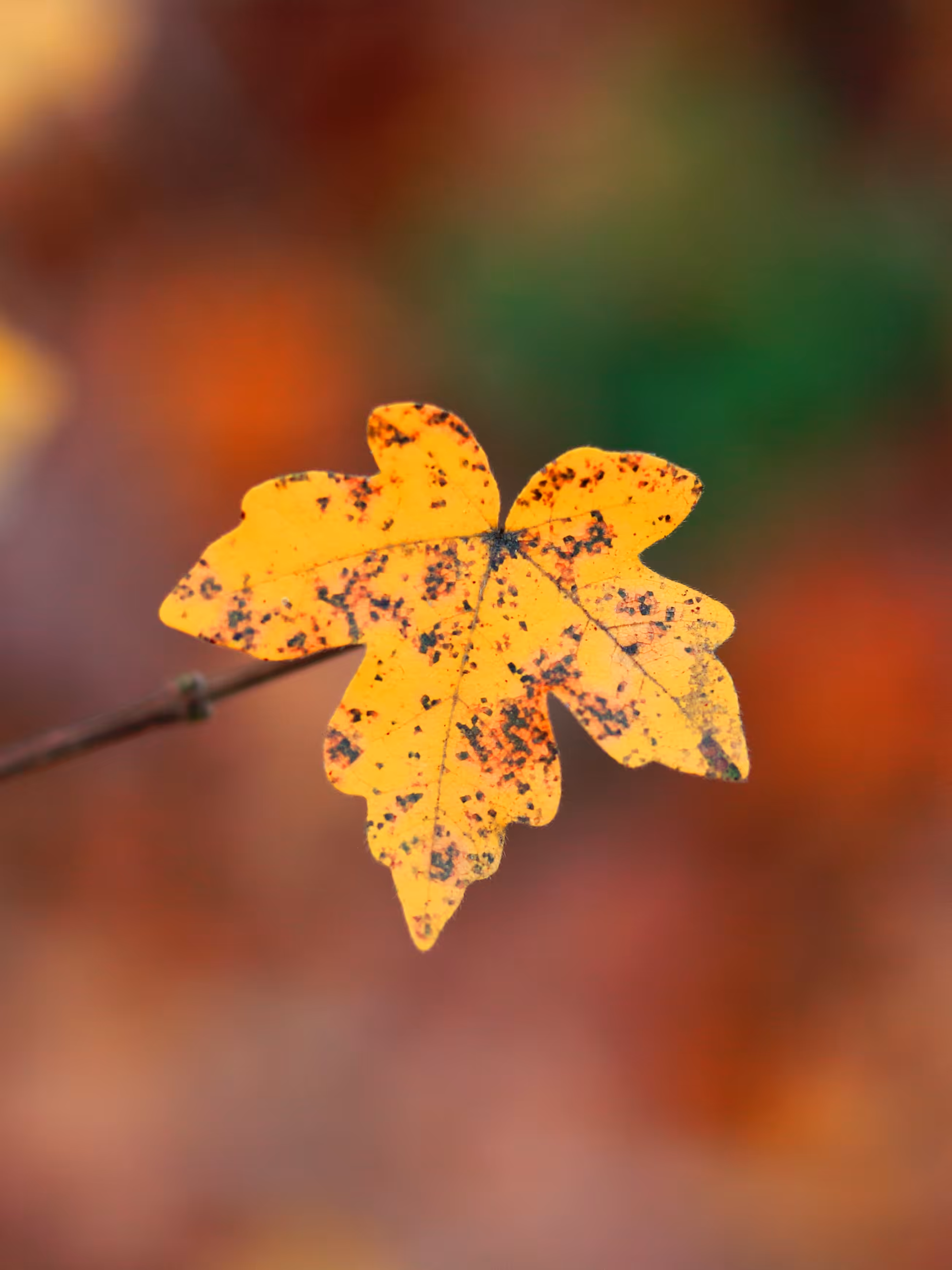 leaf