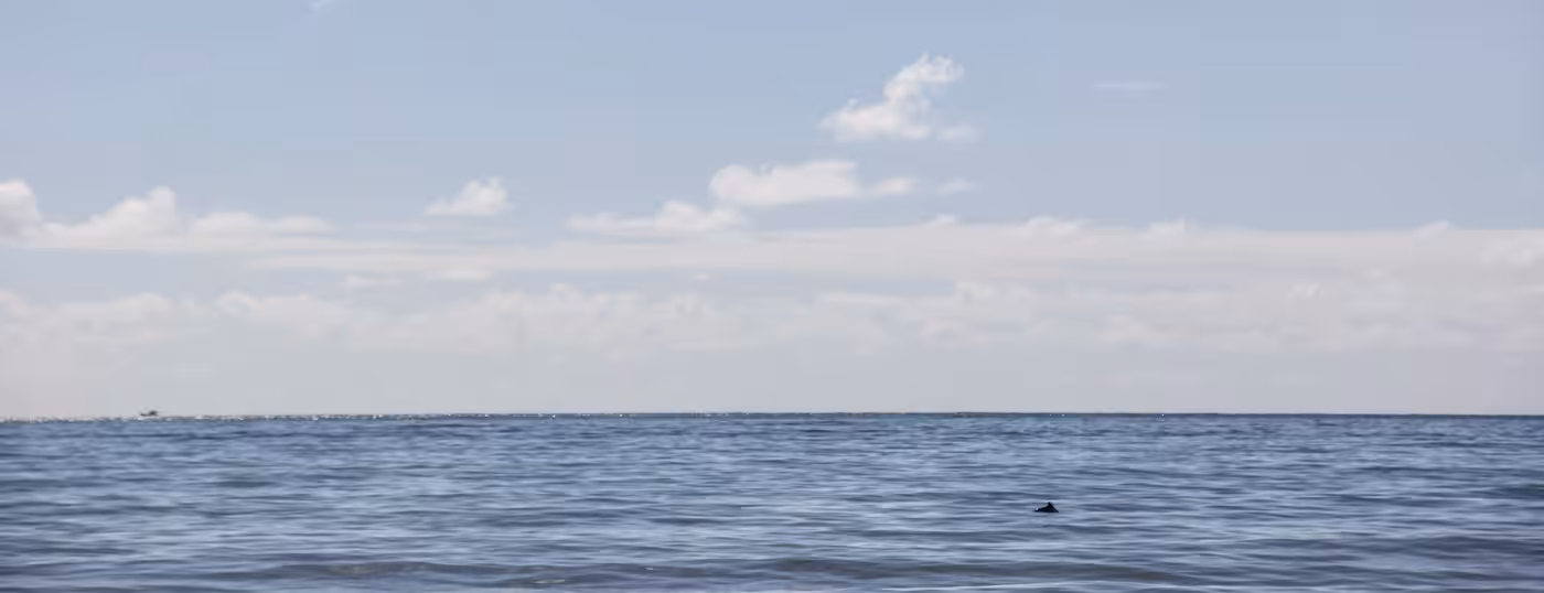 motion dolphin