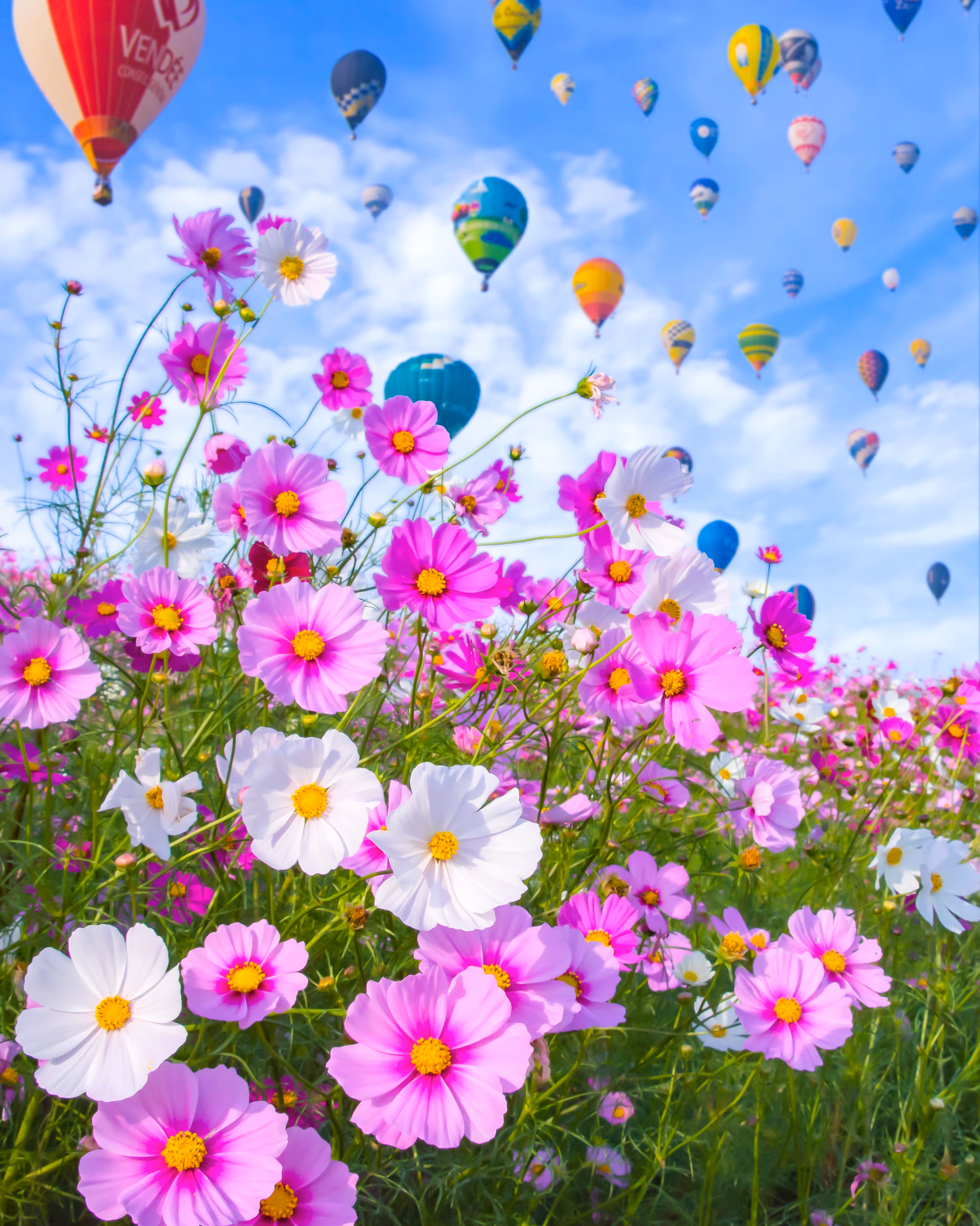 Cosmos and Balloon