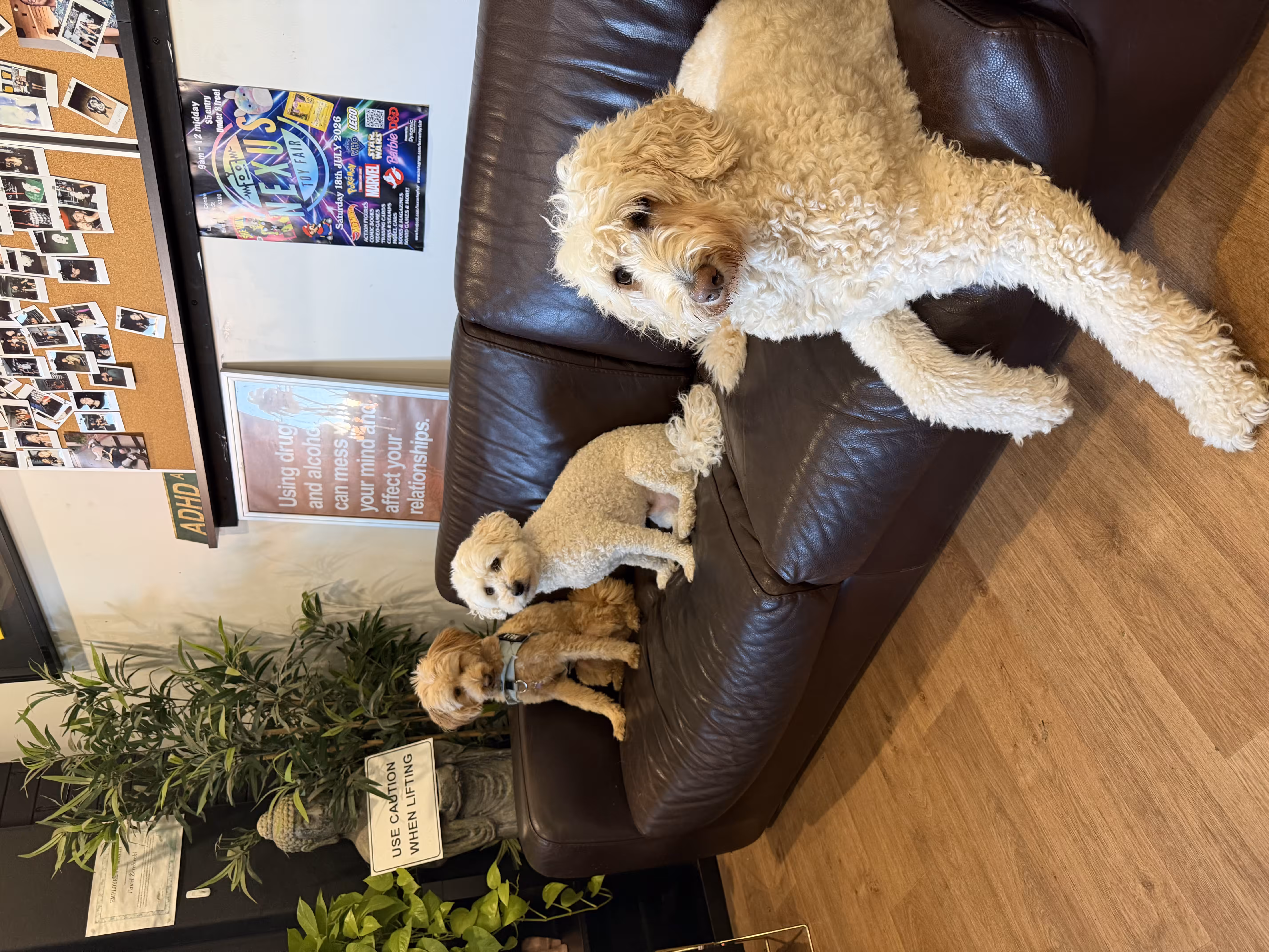 Dogs on a couch 