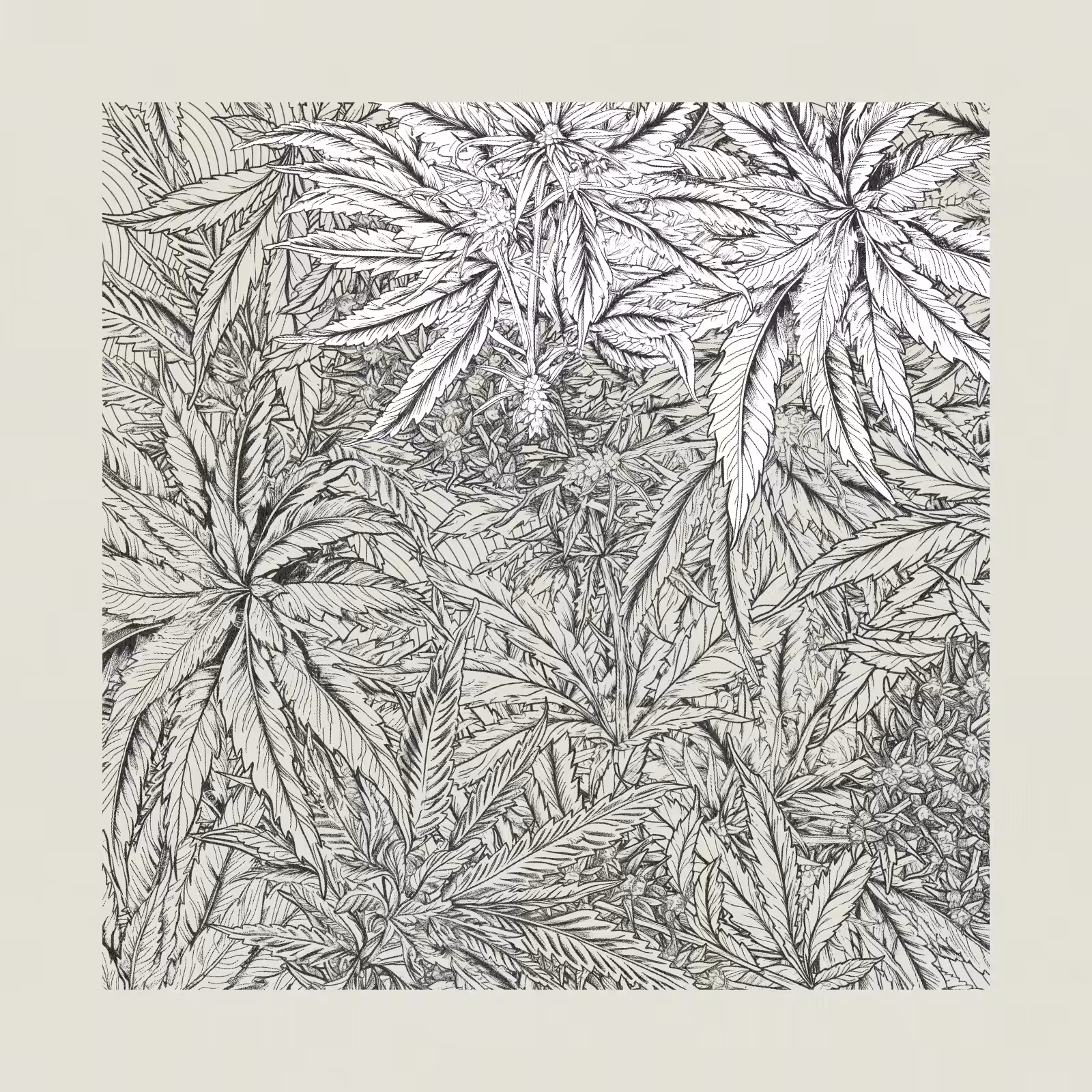 zancannabis #348