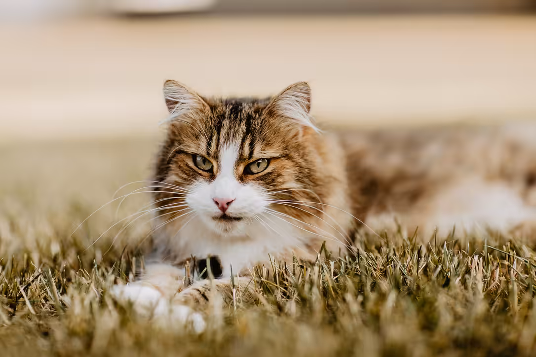 Norwegian Forest cat #13 NFC