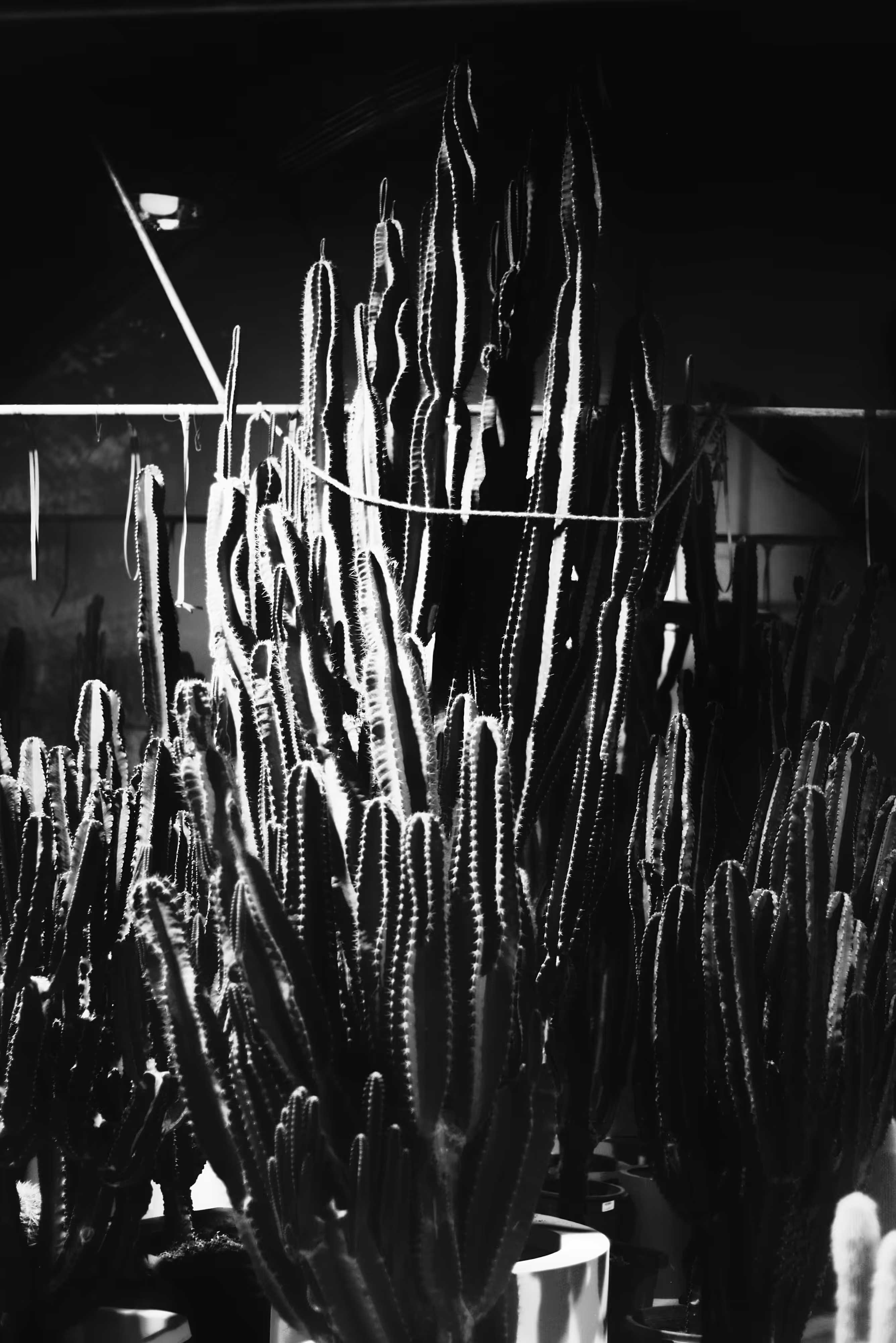 FLY: Cactus