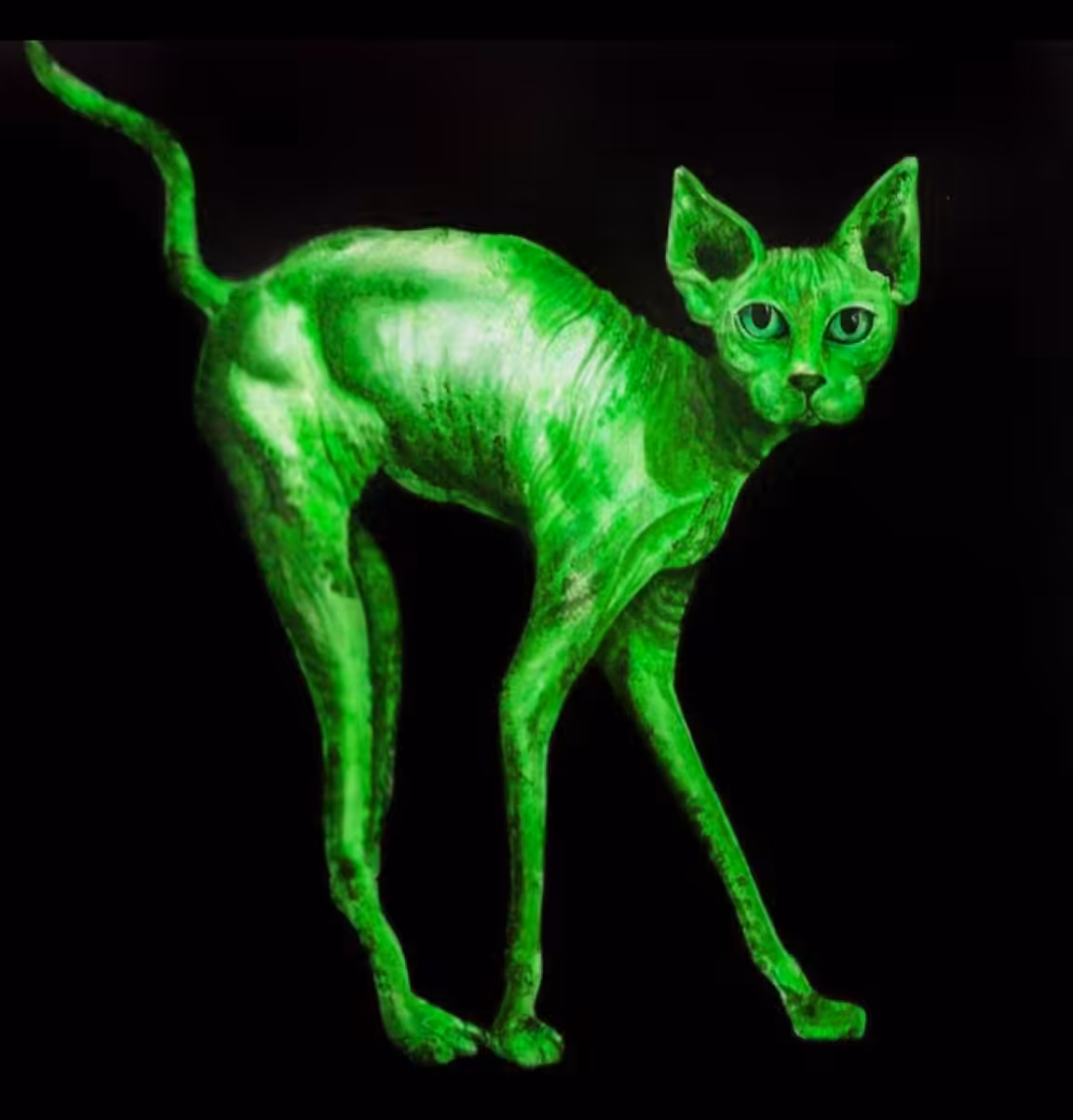 Green cat