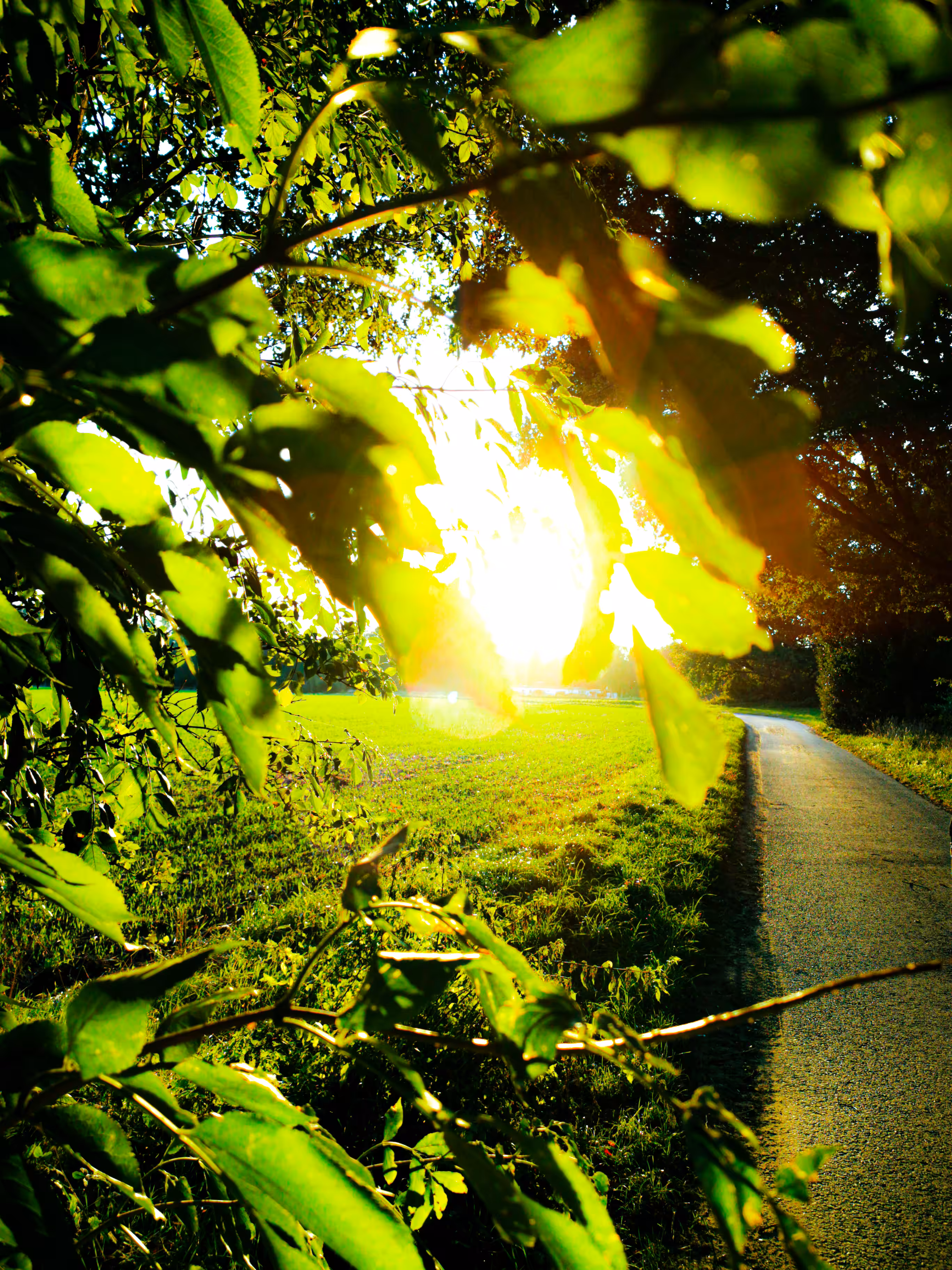 Sunset Stroll I