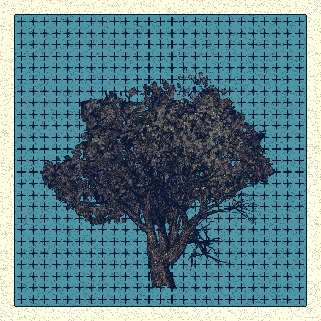 _argania[primaria] #128