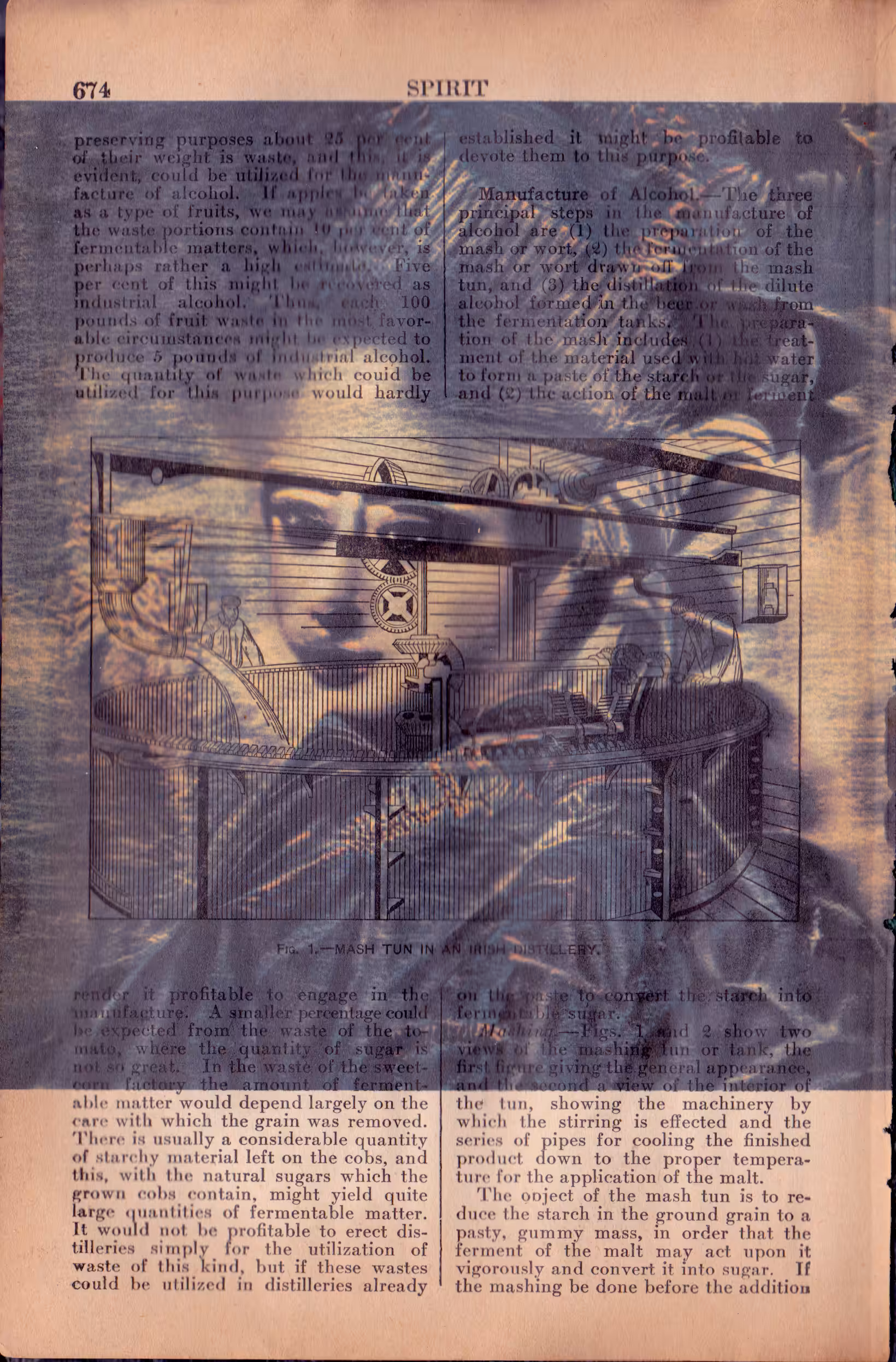 Guī•Japonica o13