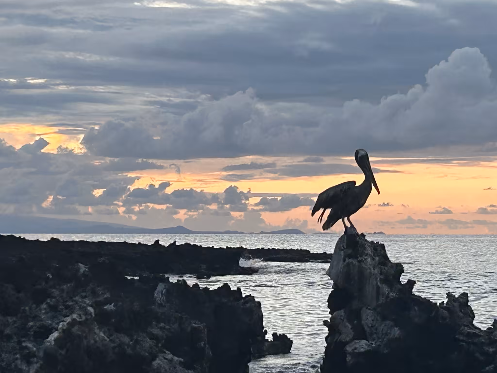 Darwinian Sunset