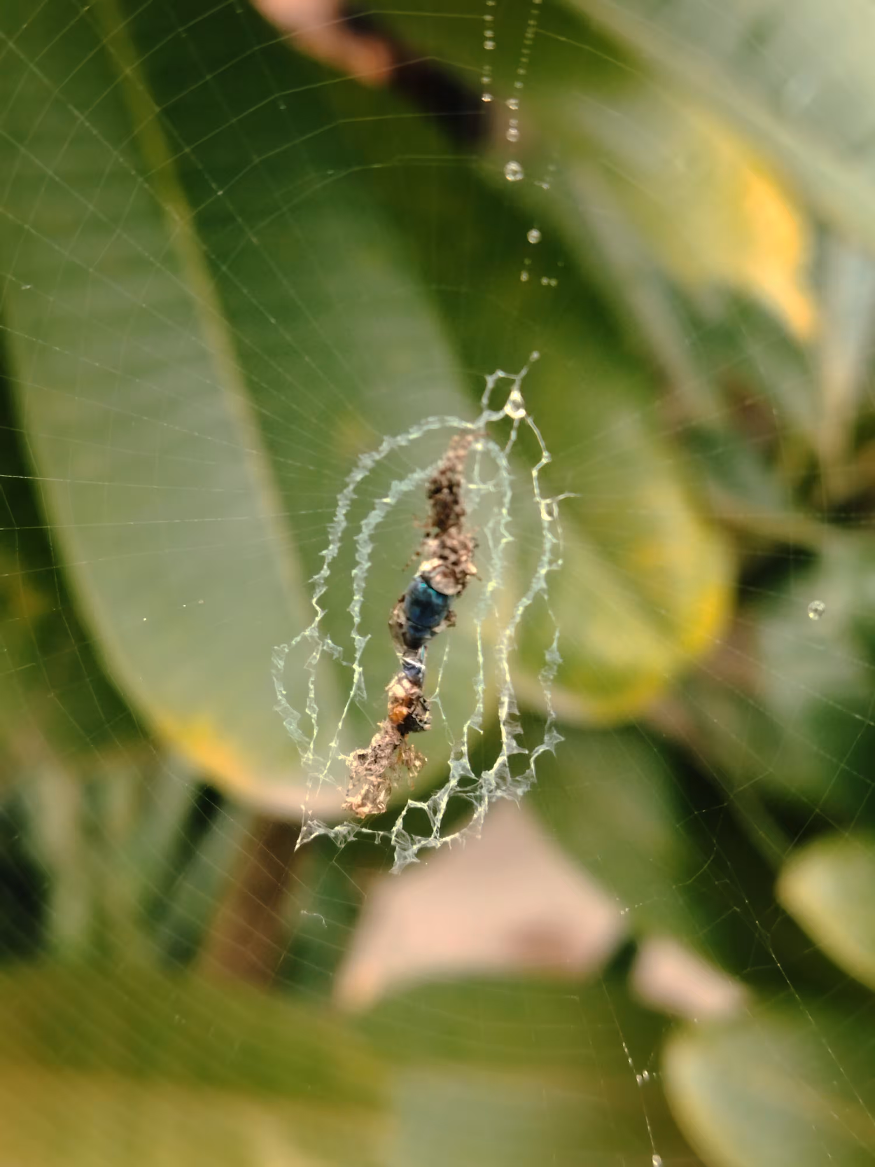 🕸️ Web 🕸️