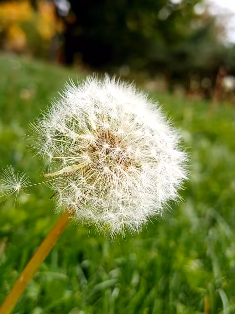 Dandelions dance