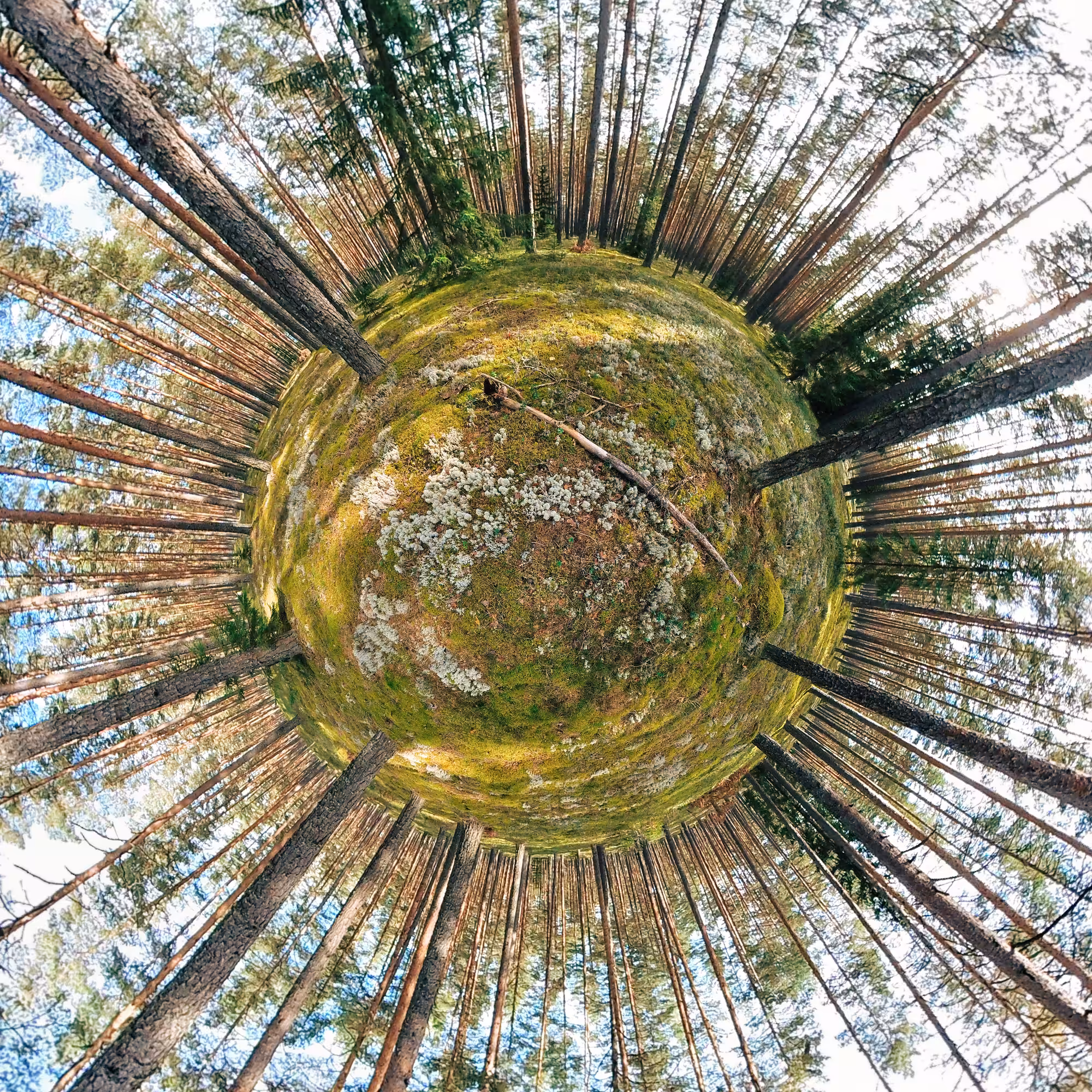 Forest series: This is where the mushrooms grow 02