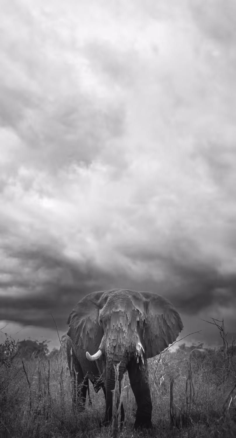 Pixel Safari - The Long Face
